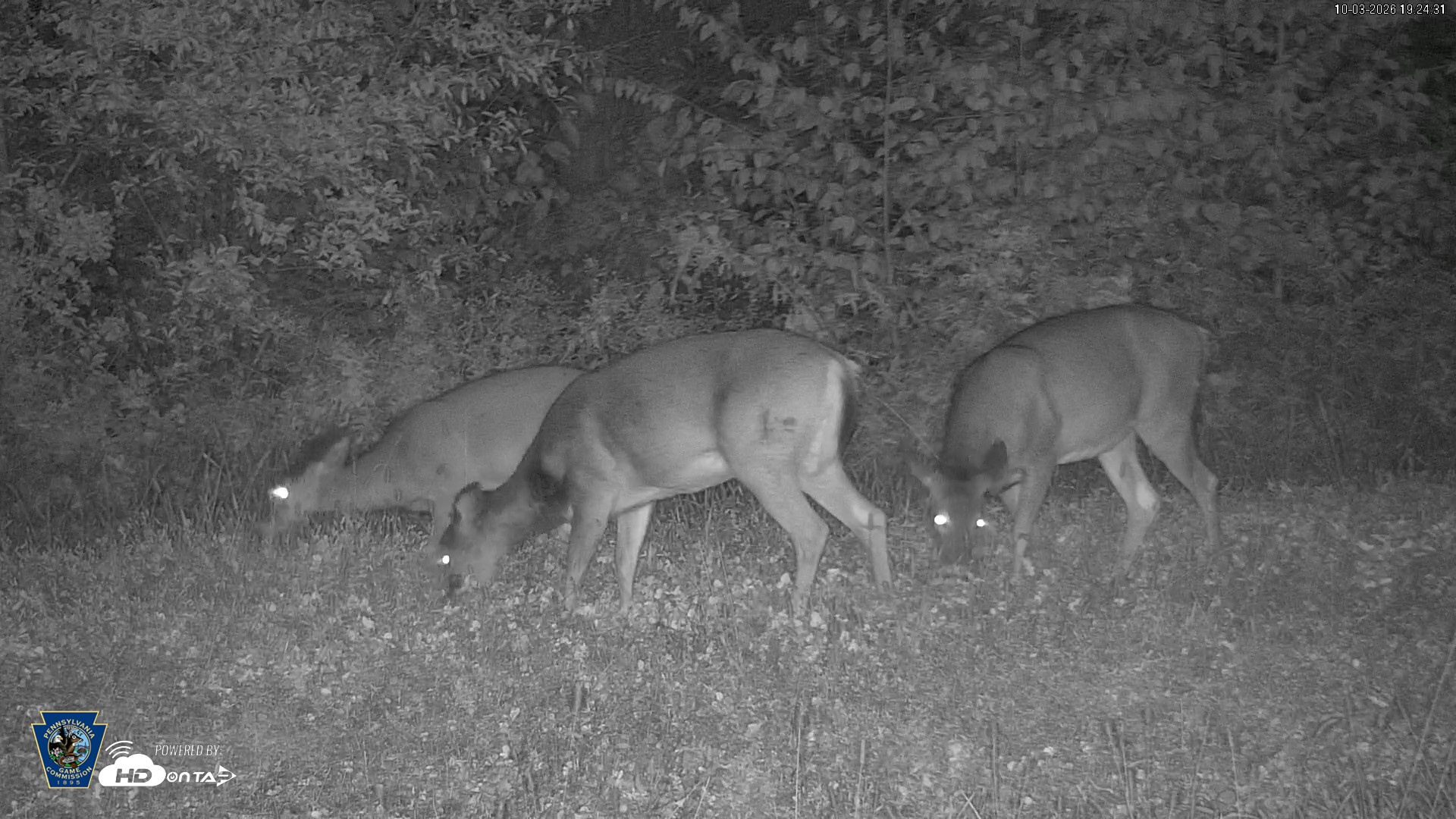 Snapshot of Pennsylvania Elk Live Webcam taken Oct 3, 2026, 7:25pm EDT