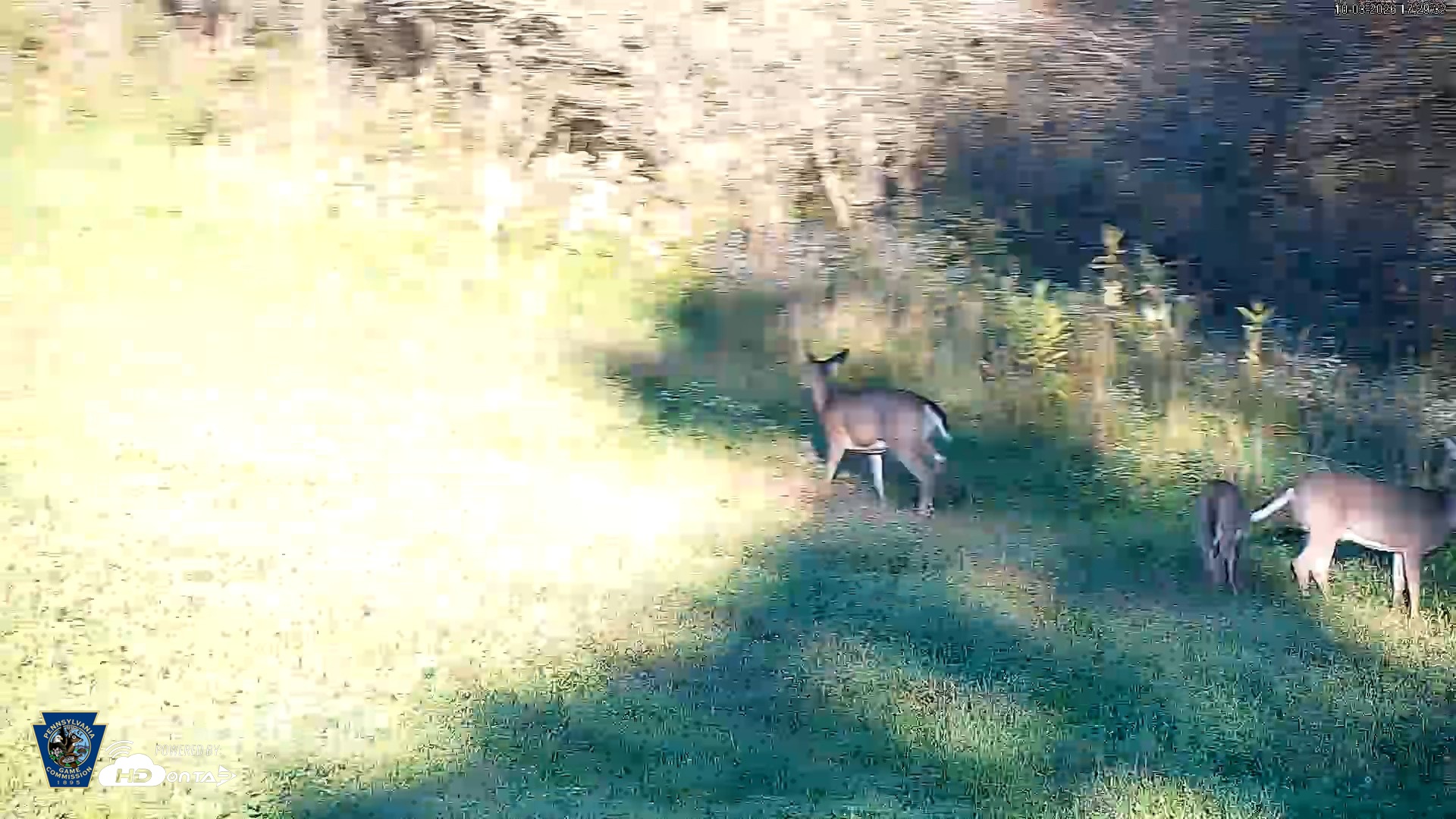 Snapshot of Pennsylvania Elk Live Webcam taken Oct 3, 2026, 5:30pm EDT