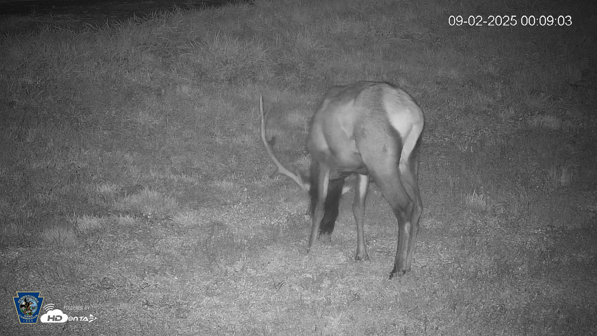 Snapshot of Pennsylvania Elk Live Webcam taken Sep 2, 2025, 12:09am EDT