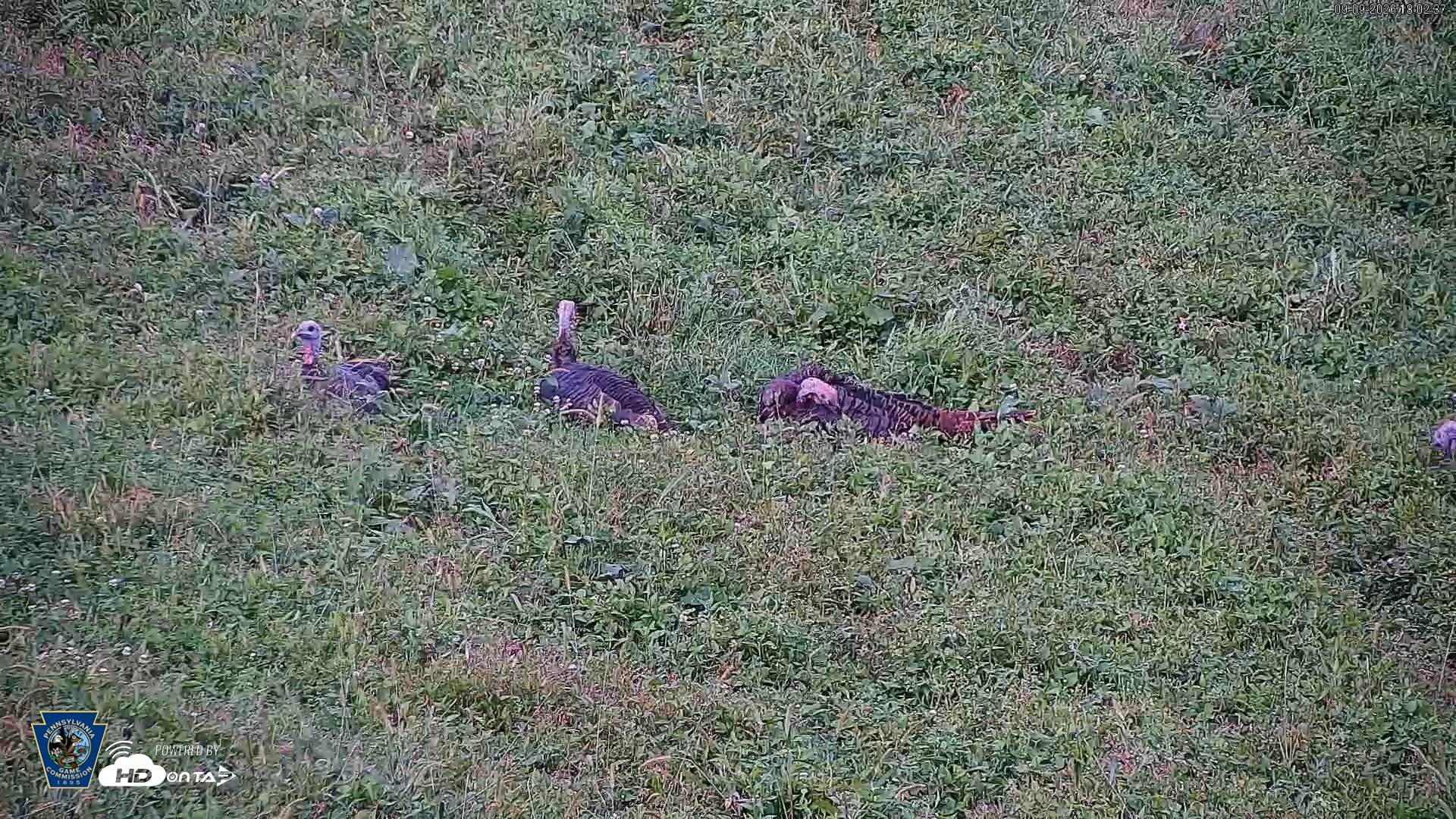 Snapshot of Pennsylvania Elk Live Webcam taken Sep 9, 2026, 6:03pm EDT