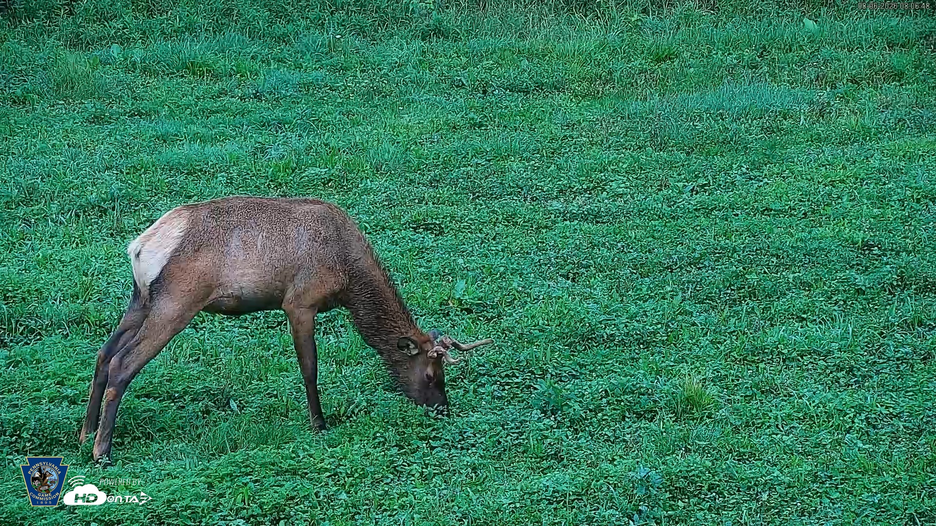Snapshot of Pennsylvania Elk Live Webcam taken Aug 6, 2026, 8:07am EDT