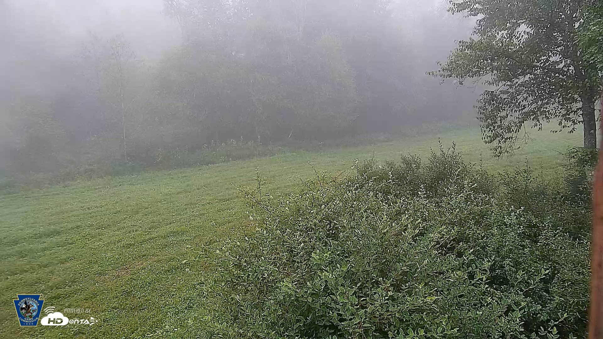 Snapshot of Pennsylvania Elk Live Webcam taken Sep 7, 2026, 6:44am EDT