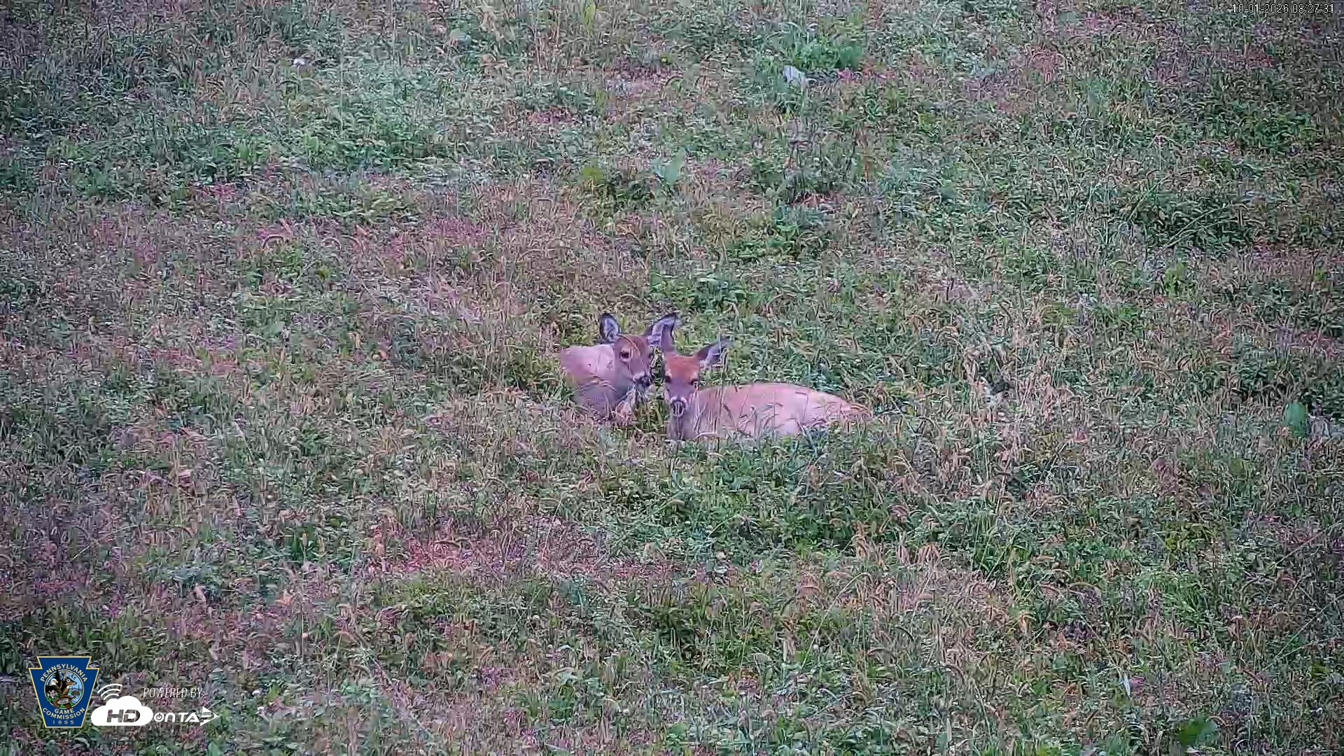Snapshot of Pennsylvania Elk Live Webcam taken Oct 1, 2026, 8:28am EDT
