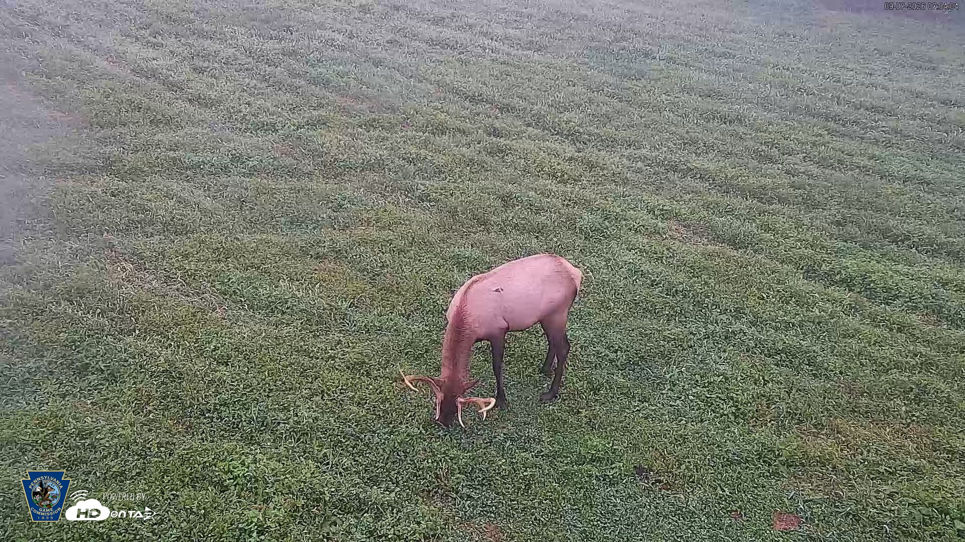 Snapshot of Pennsylvania Elk Live Webcam taken Sep 7, 2026, 7:04am EDT
