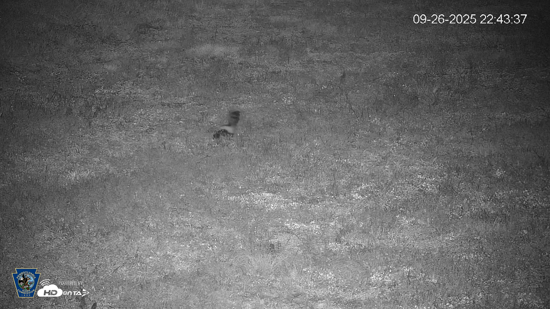 Snapshot of Pennsylvania Elk Live Webcam taken Sep 26, 2025, 10:44pm EDT