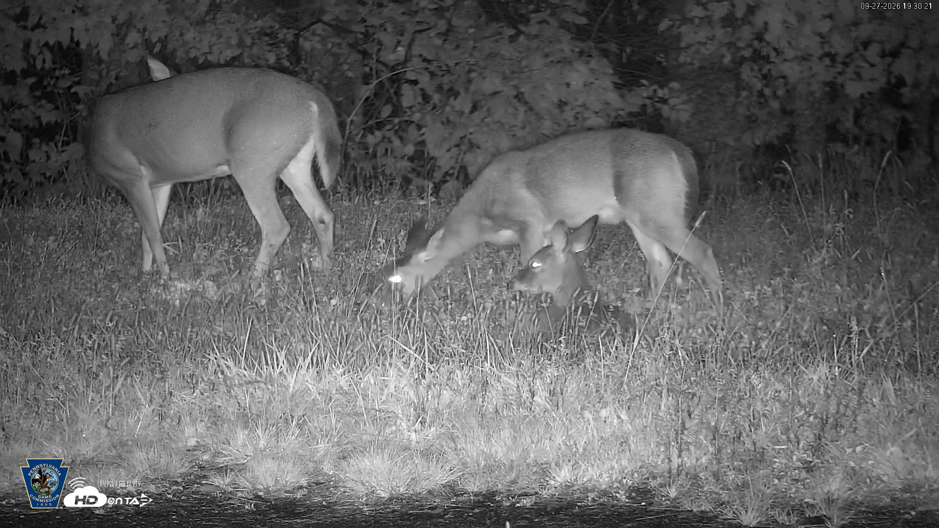 Snapshot of Pennsylvania Elk Live Webcam taken Sep 27, 2026, 7:31pm EDT
