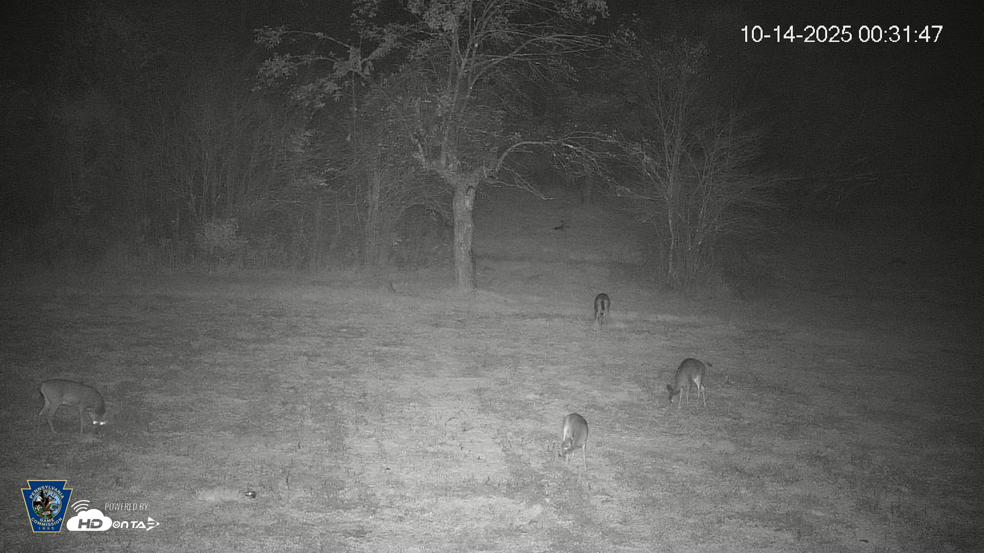 Snapshot of Pennsylvania Elk Live Webcam taken Oct 14, 2025, 12:32am EDT