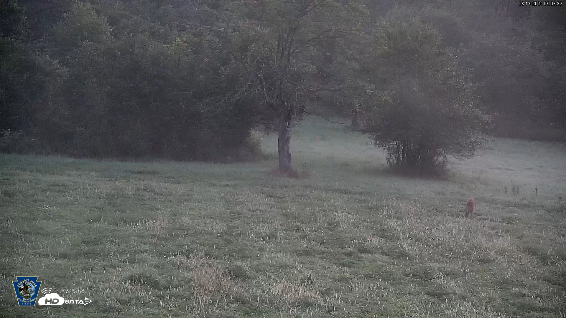 Snapshot of Pennsylvania Elk Live Webcam taken Aug 18, 2026, 6:05am EDT