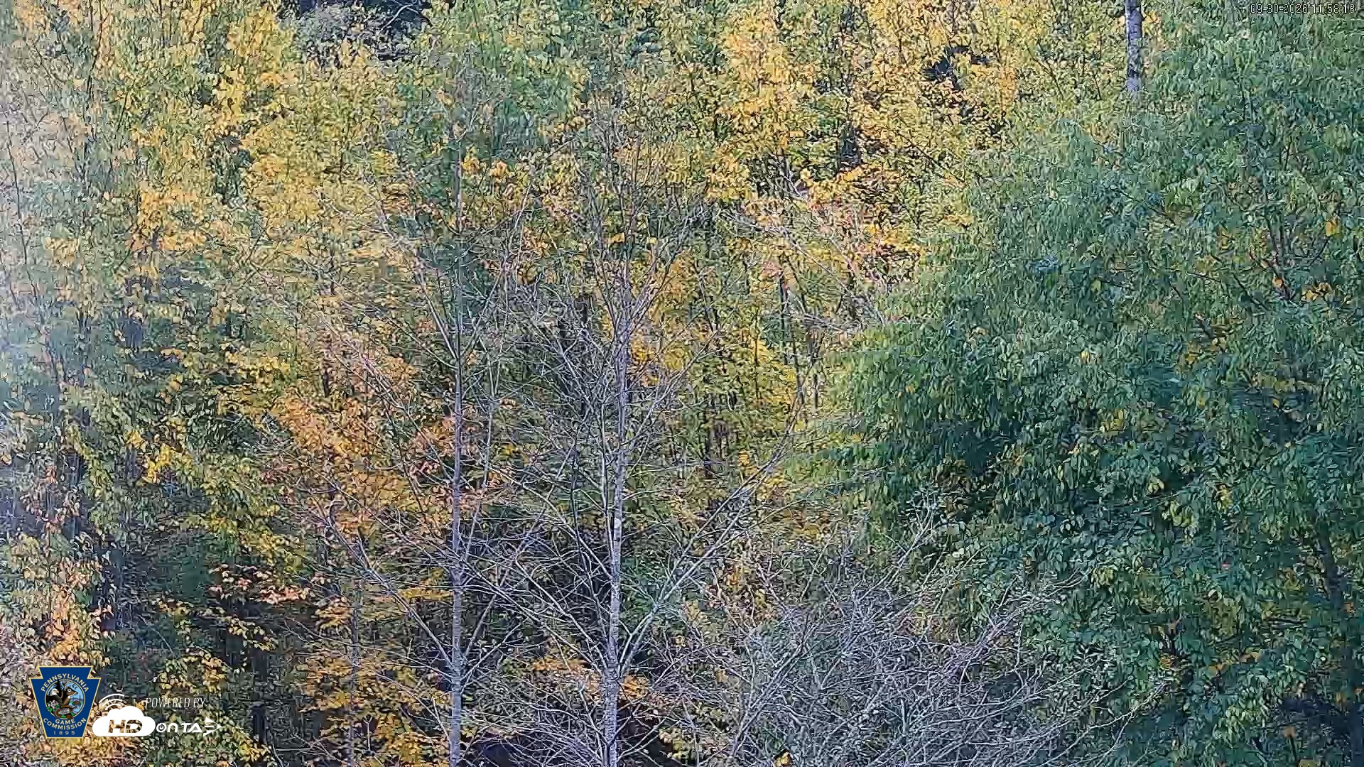 Snapshot of Pennsylvania Elk Live Webcam taken Sep 30, 2026, 11:59am EDT