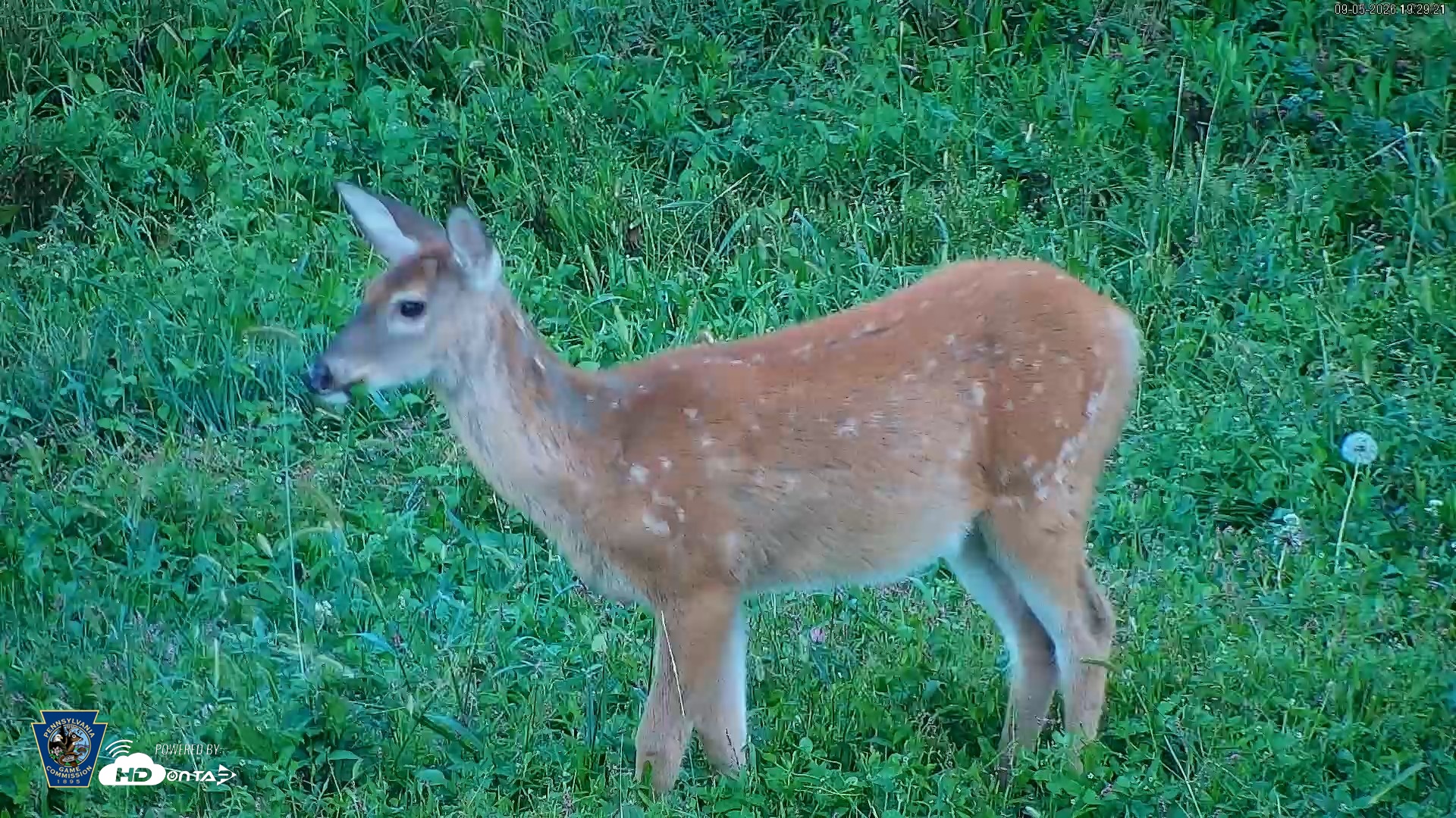Snapshot of Pennsylvania Elk Live Webcam taken Sep 5, 2026, 7:30pm EDT