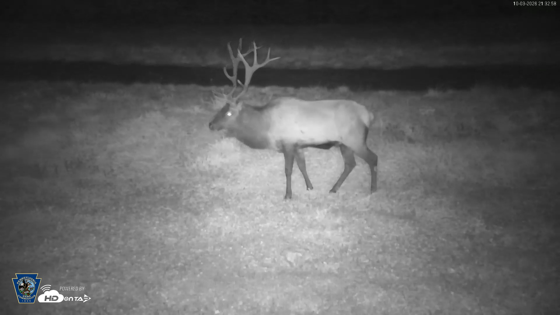 Snapshot of Pennsylvania Elk Live Webcam taken Oct 3, 2026, 9:33pm EDT