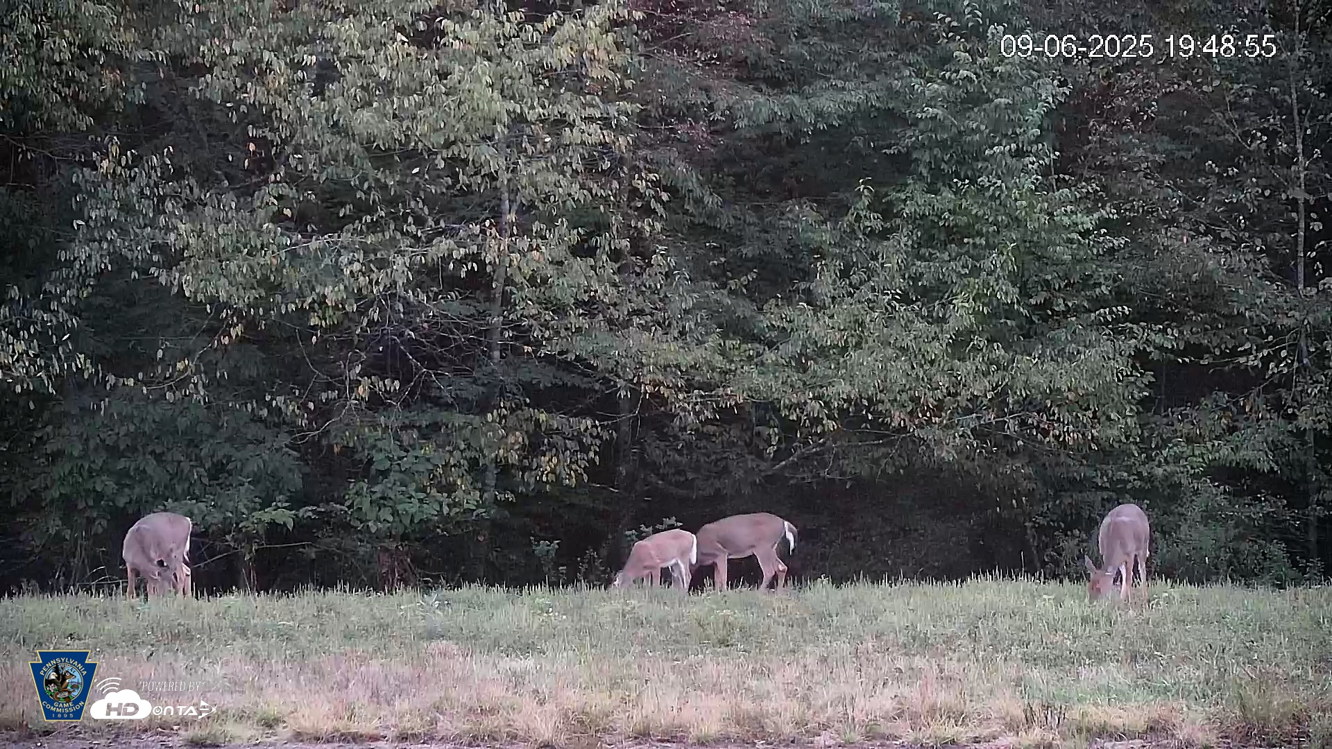 Snapshot of Pennsylvania Elk Live Webcam taken Sep 6, 2025, 7:49pm EDT