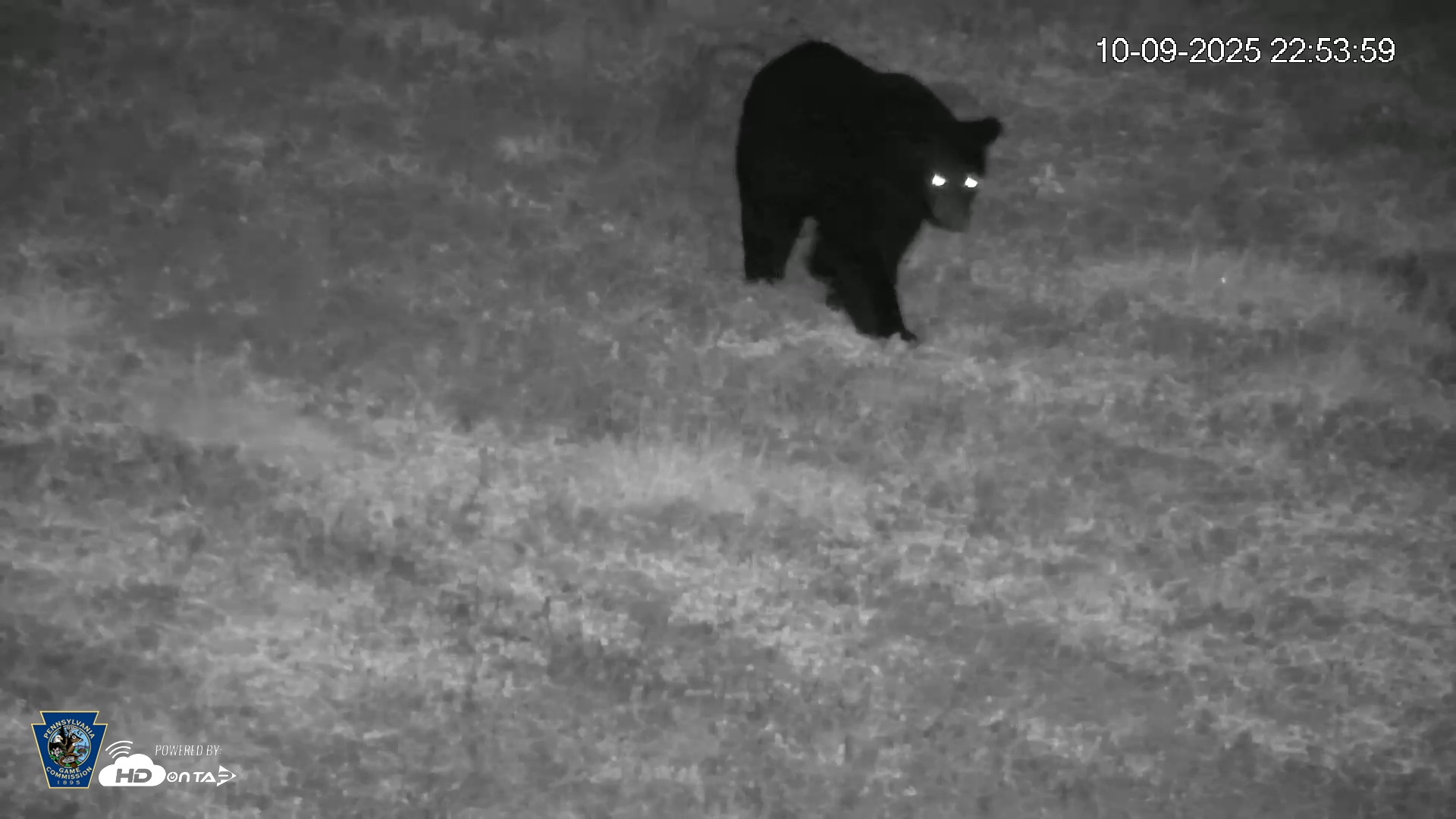 Snapshot of Pennsylvania Elk Live Webcam taken Oct 9, 2025, 10:54pm EDT