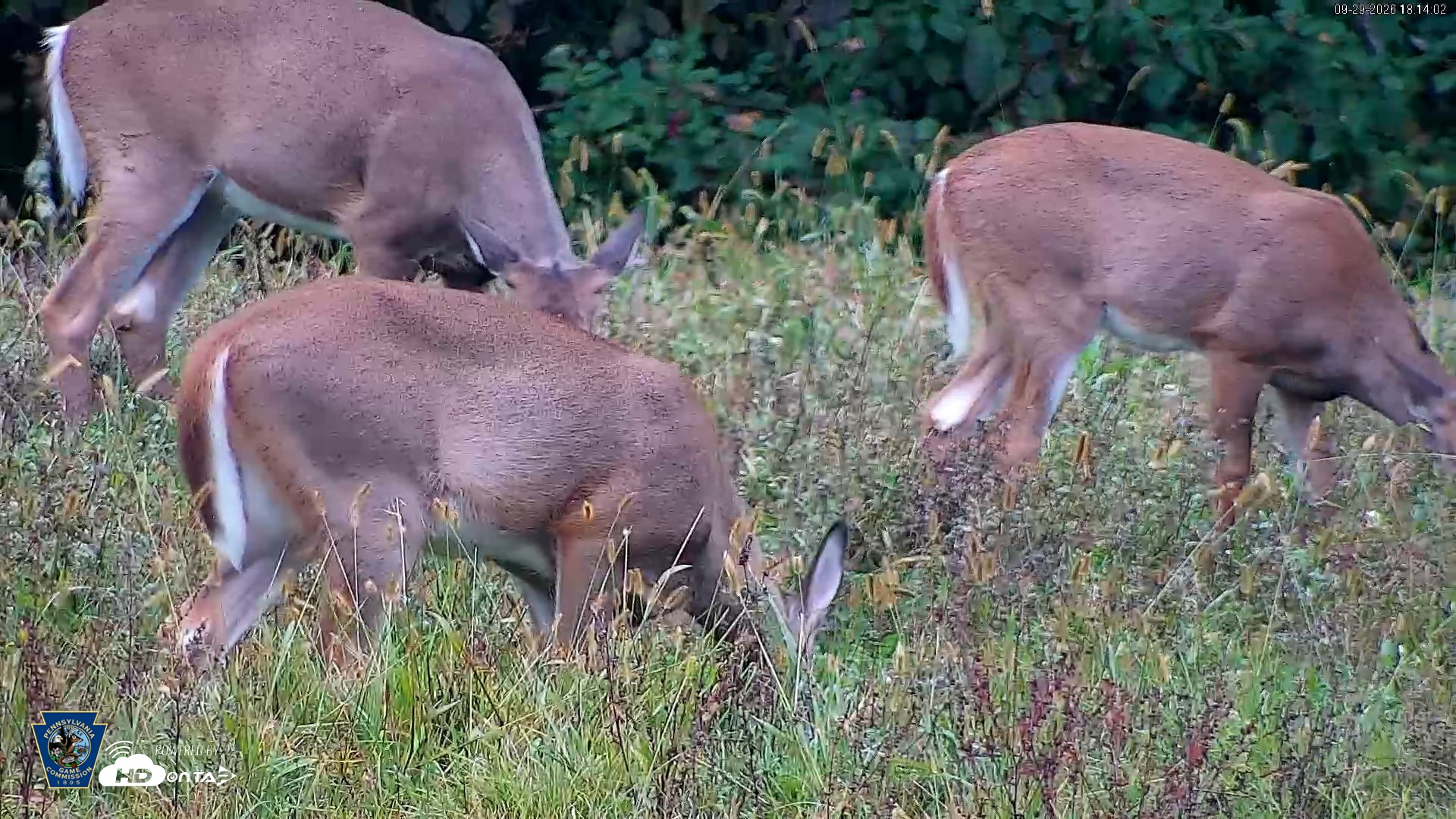 Snapshot of Pennsylvania Elk Live Webcam taken Sep 29, 2026, 6:15pm EDT