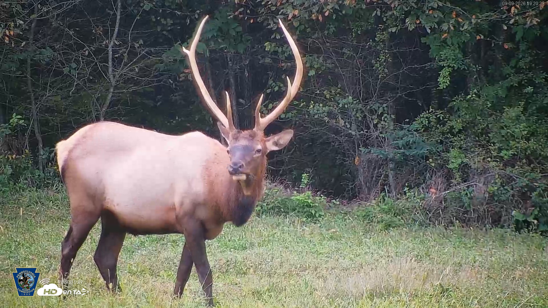 Snapshot of Pennsylvania Elk Live Webcam taken Sep 9, 2026, 7:21pm EDT