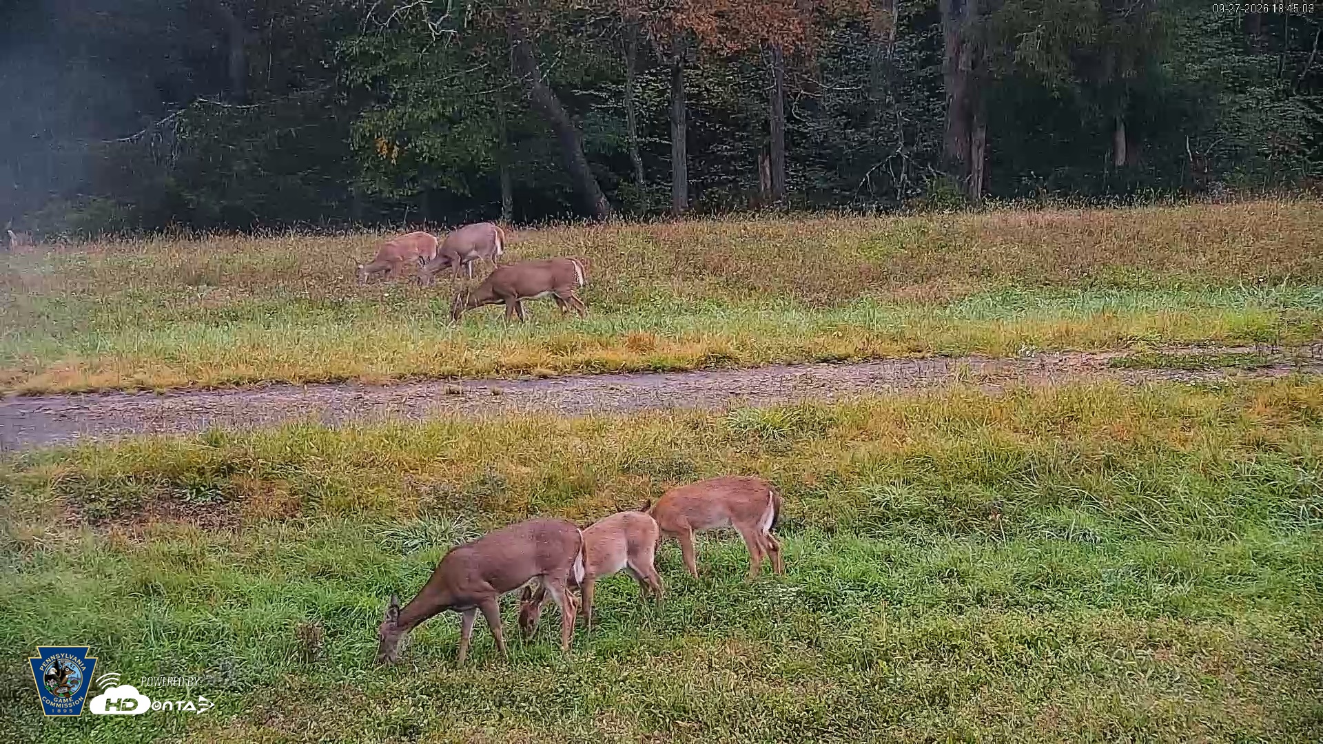 Snapshot of Pennsylvania Elk Live Webcam taken Sep 27, 2026, 6:46pm EDT