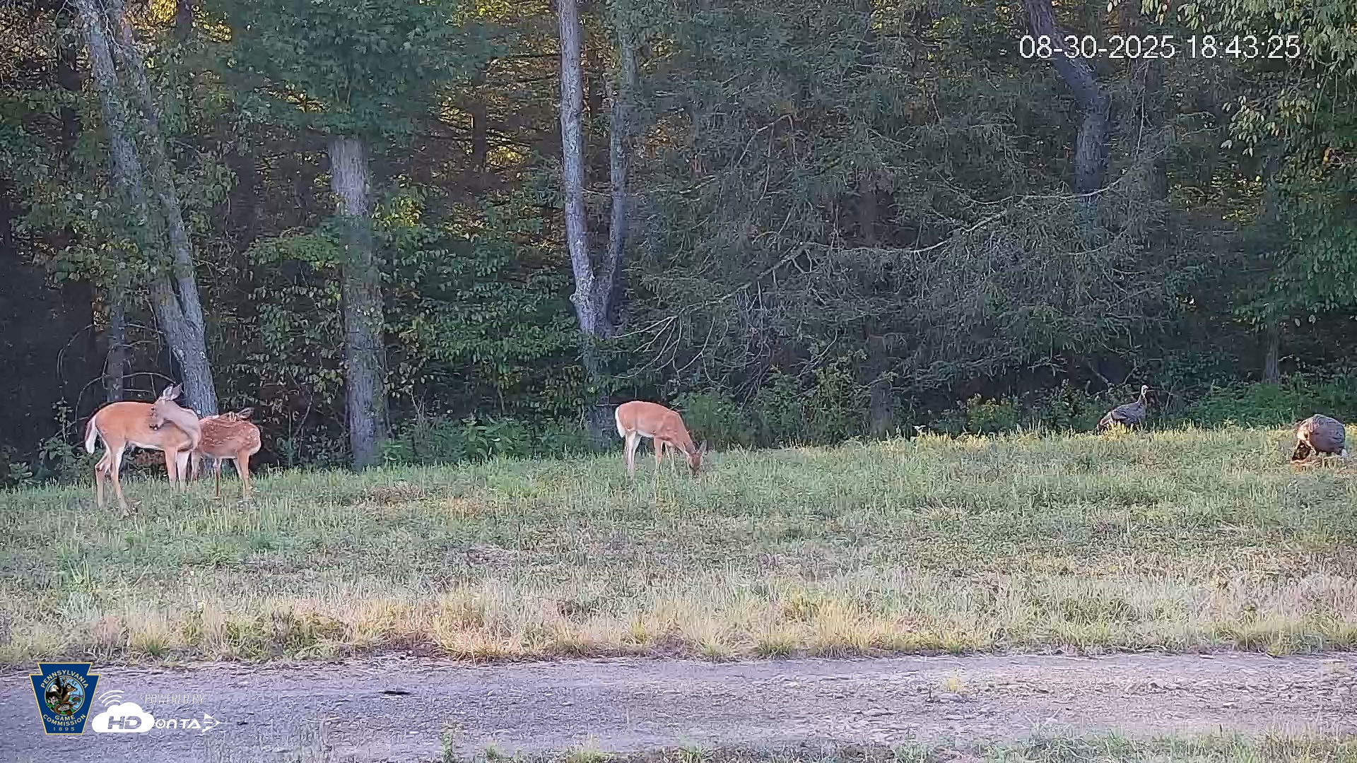 Snapshot of Pennsylvania Elk Live Webcam taken Aug 30, 2025, 6:44pm EDT