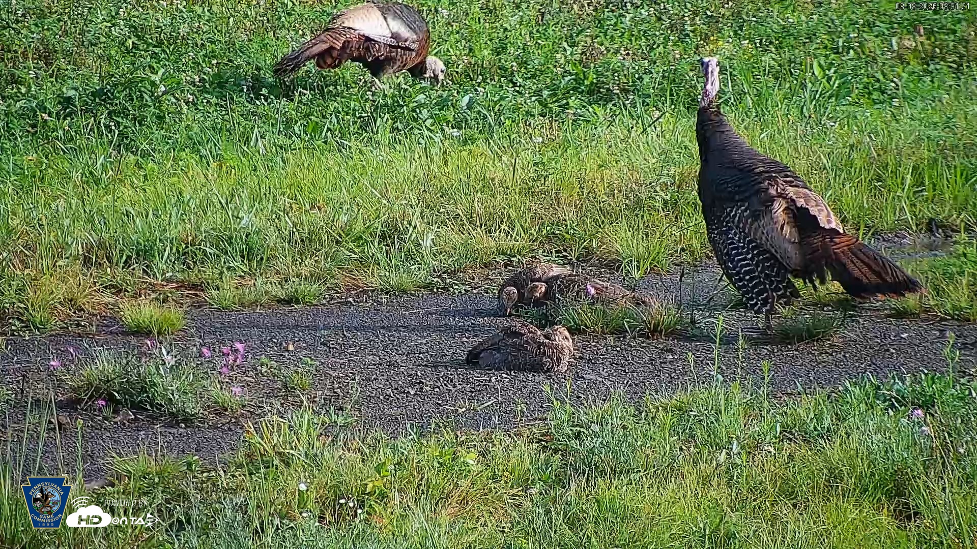 Snapshot of Pennsylvania Elk Live Webcam taken Aug 8, 2026, 8:32am EDT