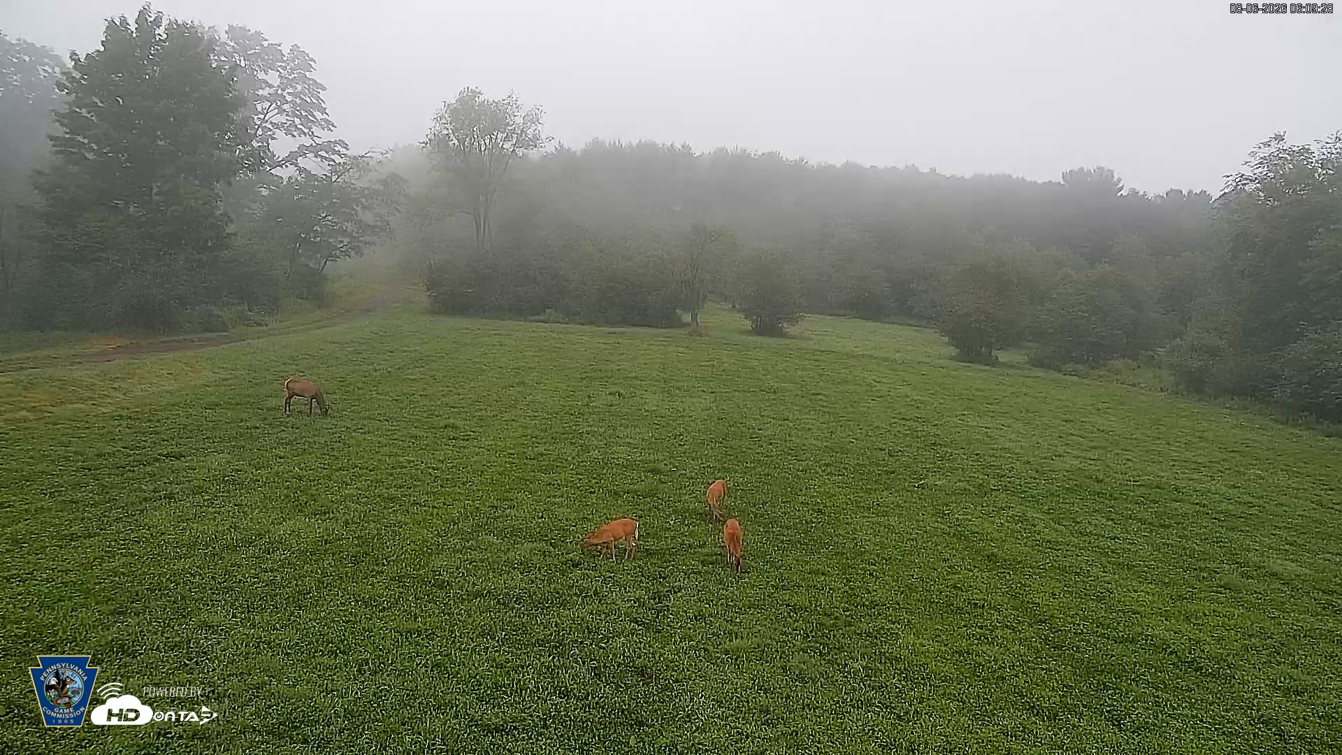 Snapshot of Pennsylvania Elk Live Webcam taken Aug 6, 2026, 6:10am EDT