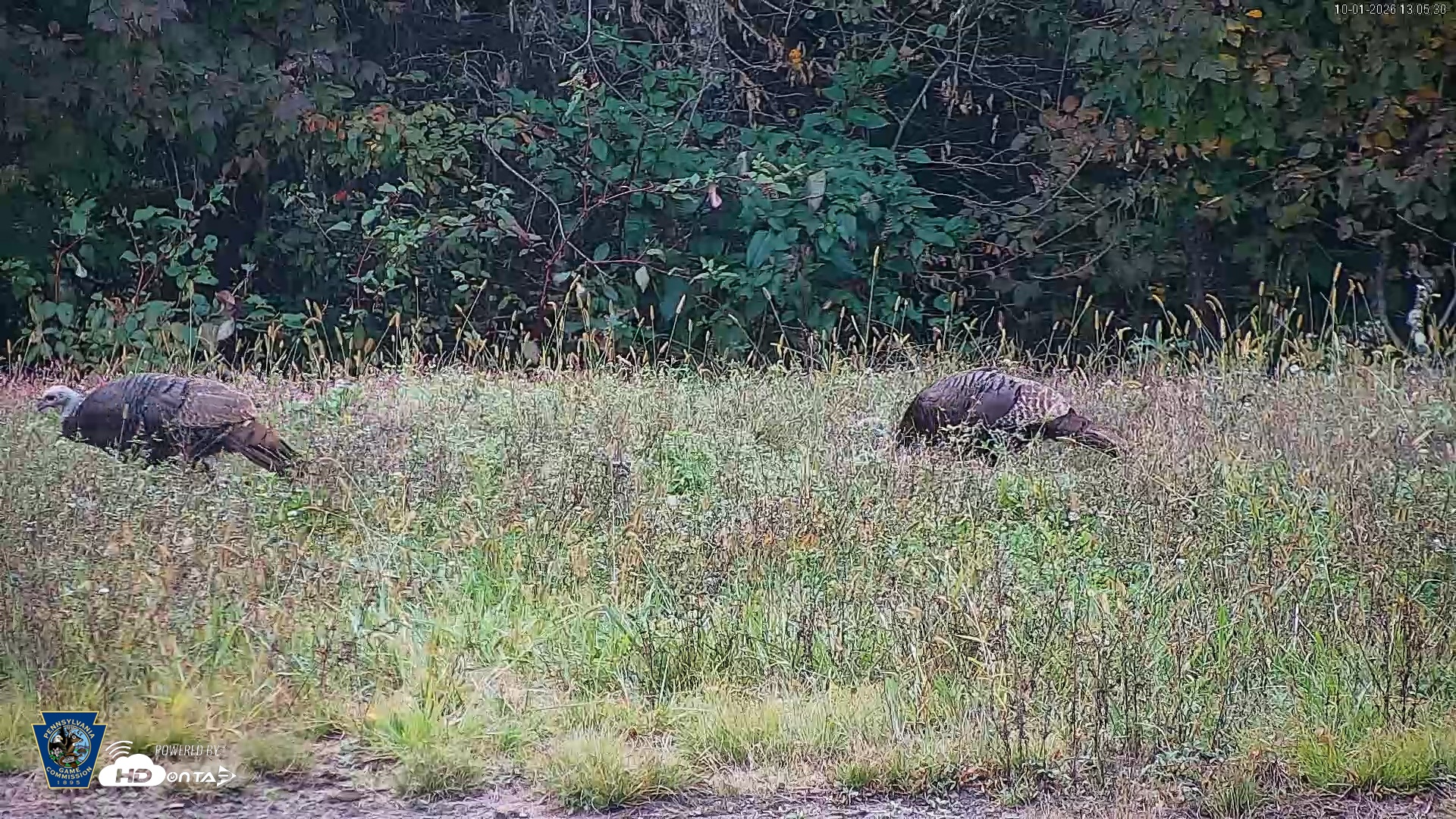 Snapshot of Pennsylvania Elk Live Webcam taken Oct 1, 2026, 1:06pm EDT