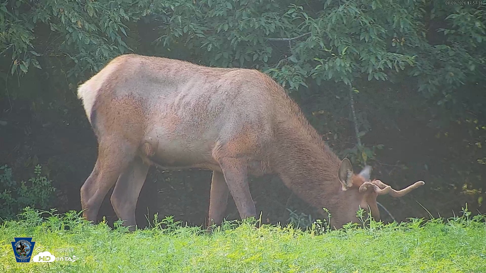 Snapshot of Pennsylvania Elk Live Webcam taken Aug 9, 2026, 5:58pm EDT
