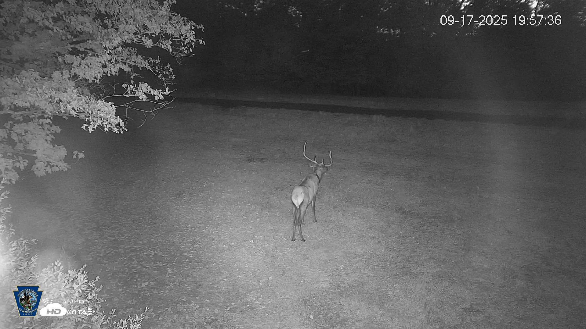 Snapshot of Pennsylvania Elk Live Webcam taken Sep 17, 2025, 8:01pm EDT