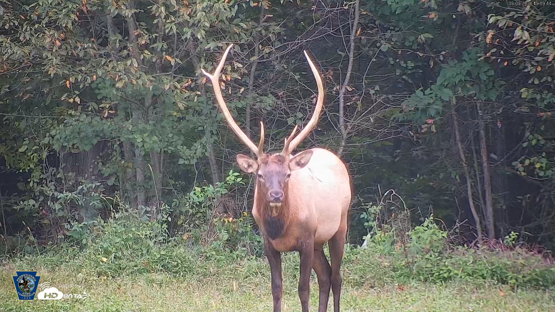 Snapshot of Pennsylvania Elk Live Webcam taken Sep 9, 2026, 7:10pm EDT