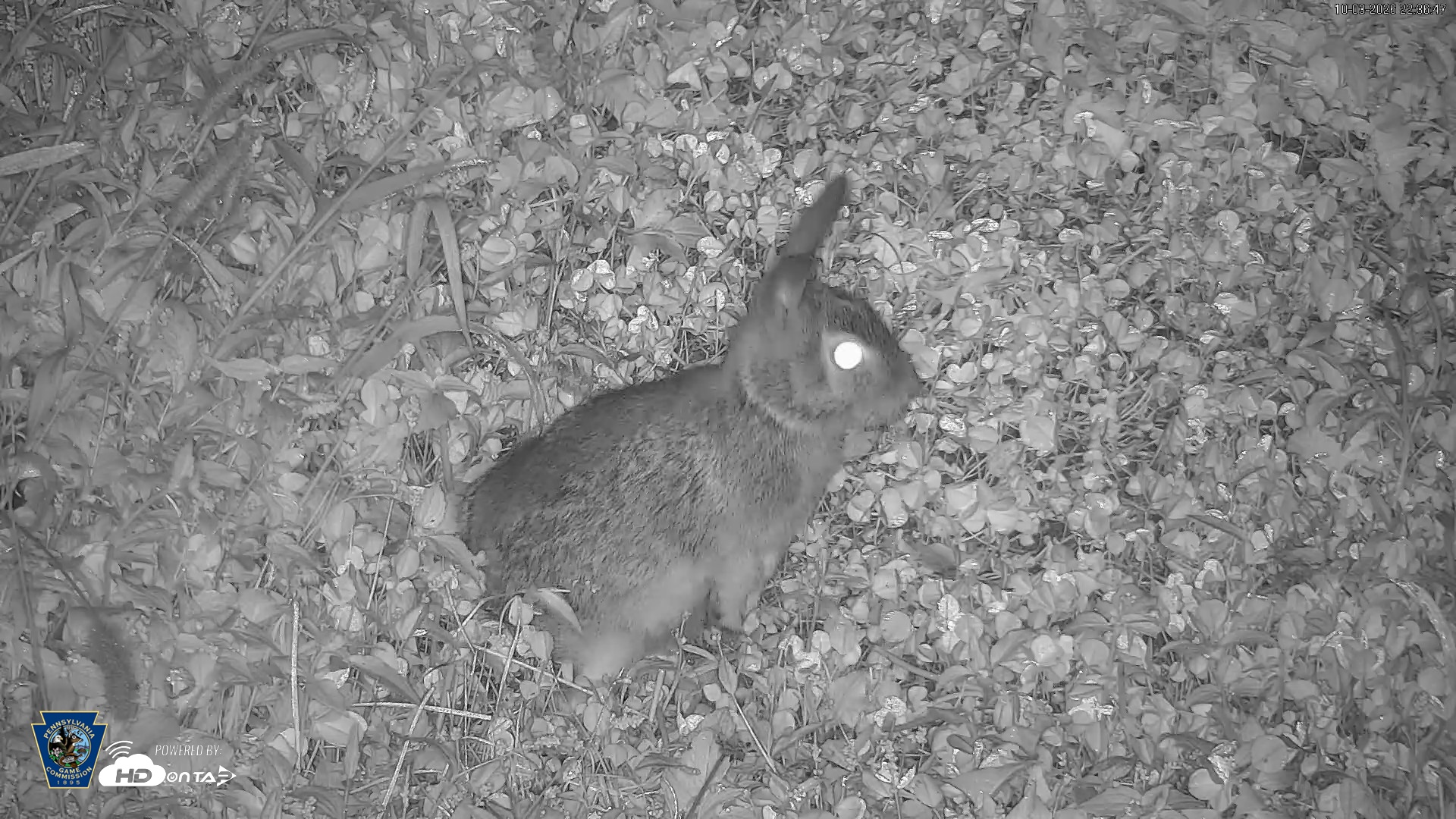 Snapshot of Pennsylvania Elk Live Webcam taken Oct 3, 2026, 10:38pm EDT