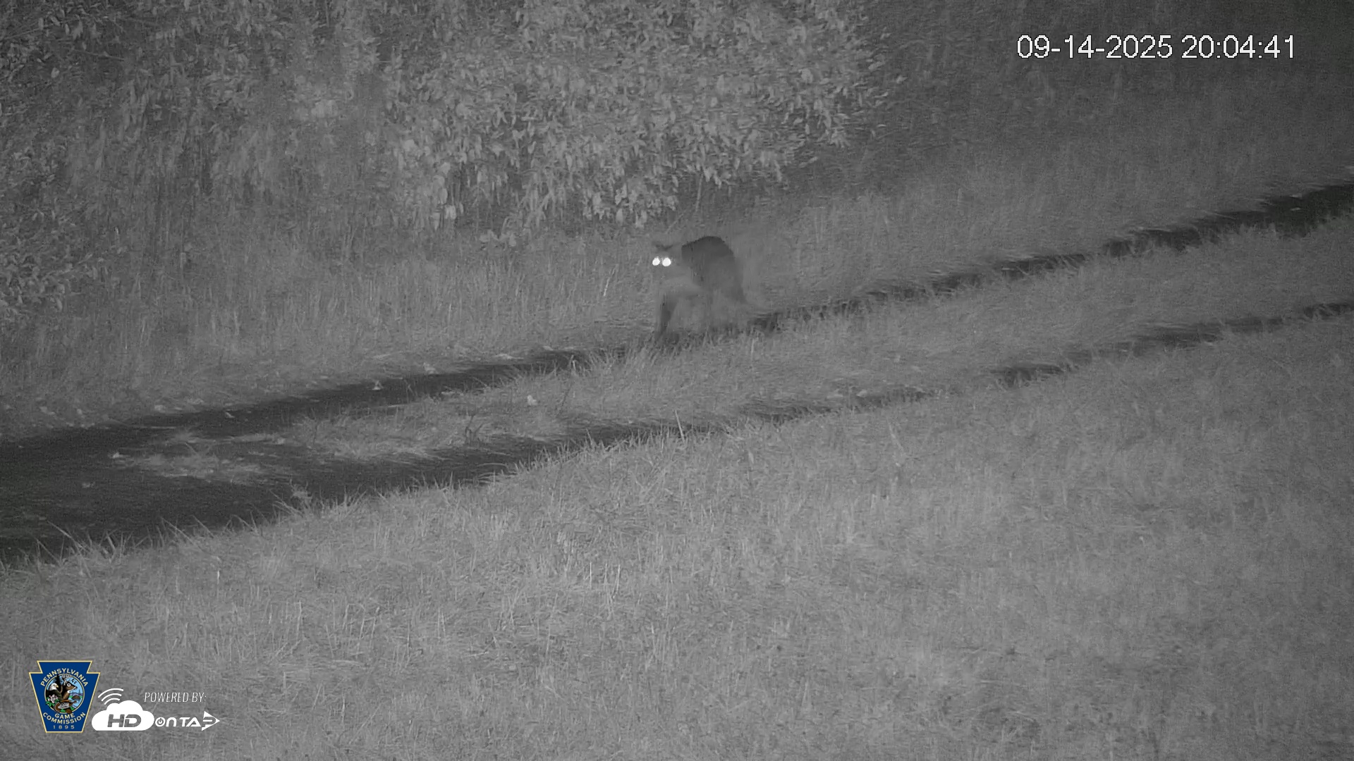 Snapshot of Pennsylvania Elk Live Webcam taken Sep 14, 2025, 8:05pm EDT