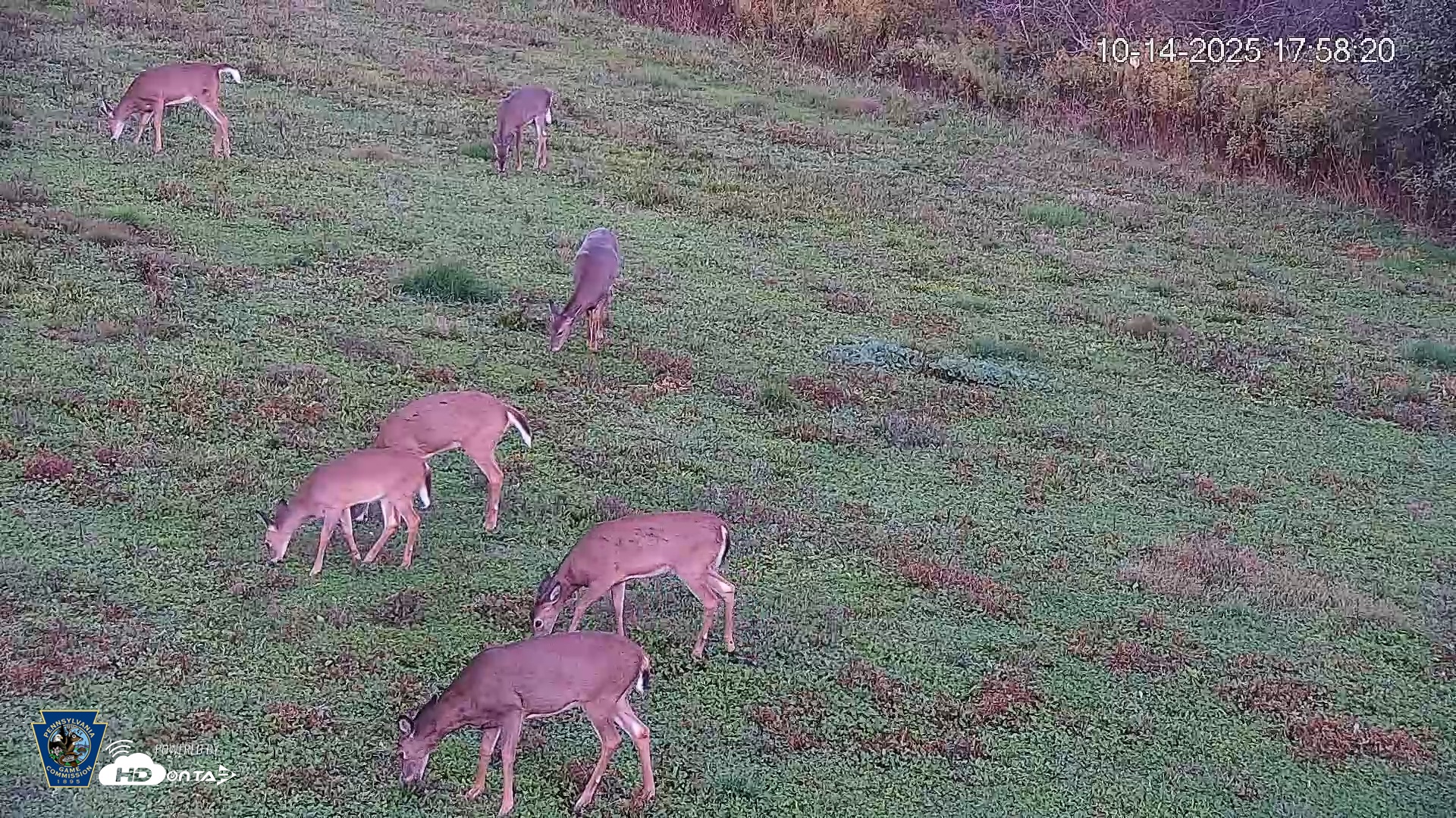 Snapshot of Pennsylvania Elk Live Webcam taken Oct 14, 2025, 5:59pm EDT