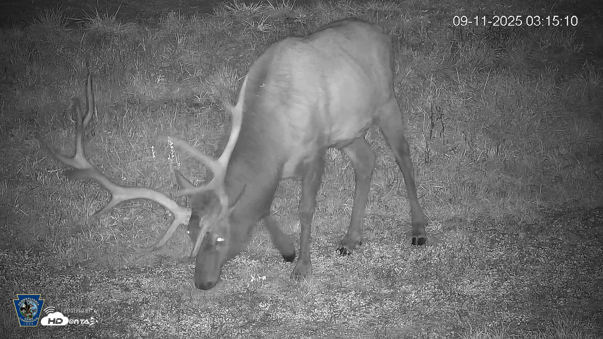Snapshot of Pennsylvania Elk Live Webcam taken Sep 11, 2025, 3:15am EDT
