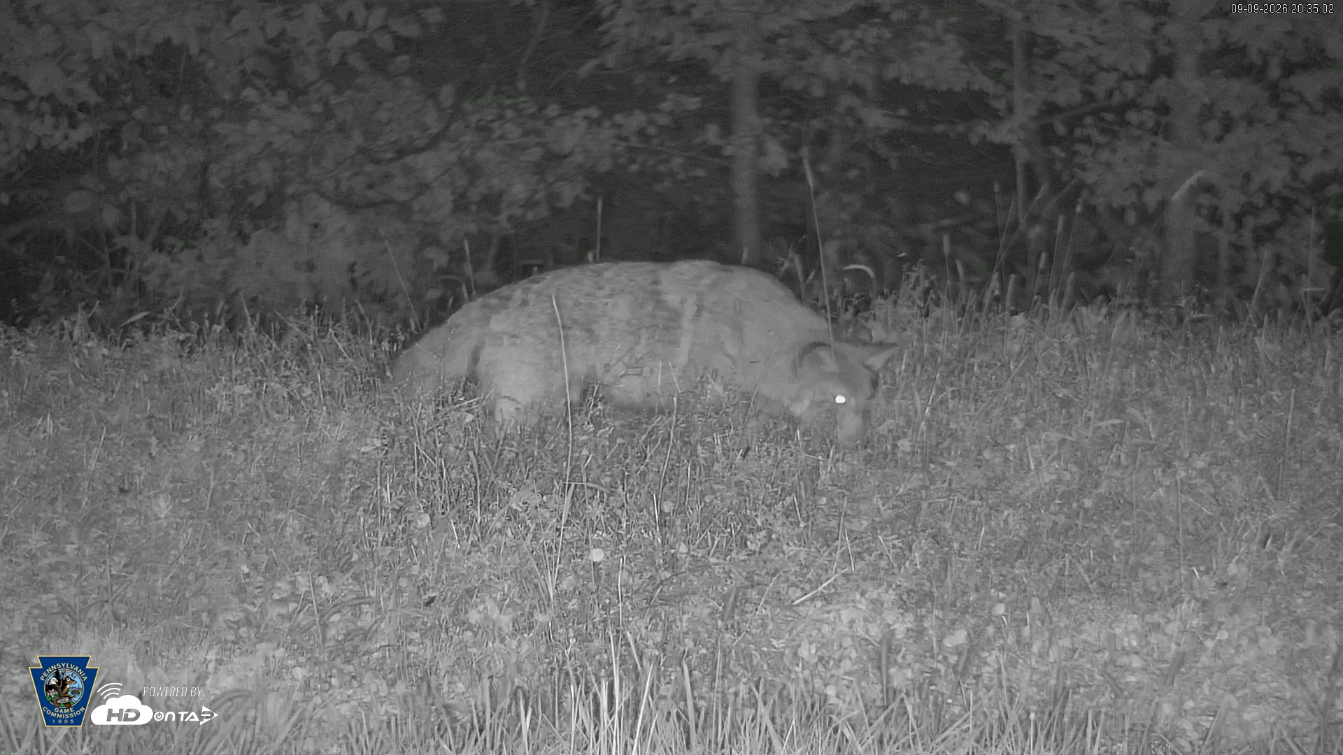 Snapshot of Pennsylvania Elk Live Webcam taken Sep 9, 2026, 8:36pm EDT