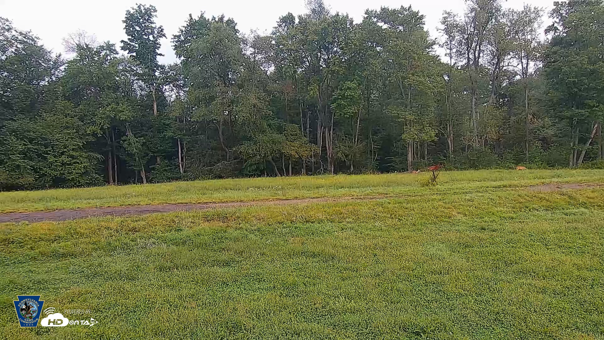 Snapshot of Pennsylvania Elk Live Webcam taken Aug 27, 2026, 8:27am EDT