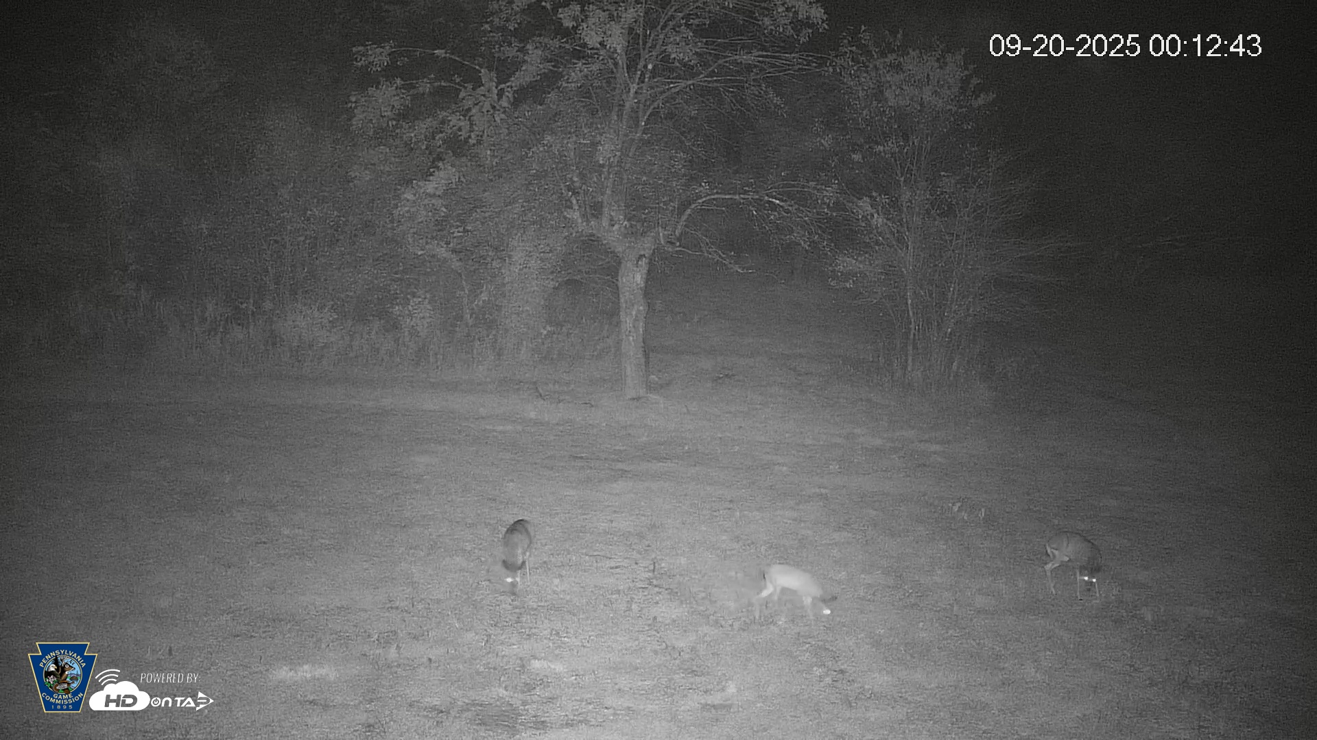 Snapshot of Pennsylvania Elk Live Webcam taken Sep 20, 2025, 12:13am EDT