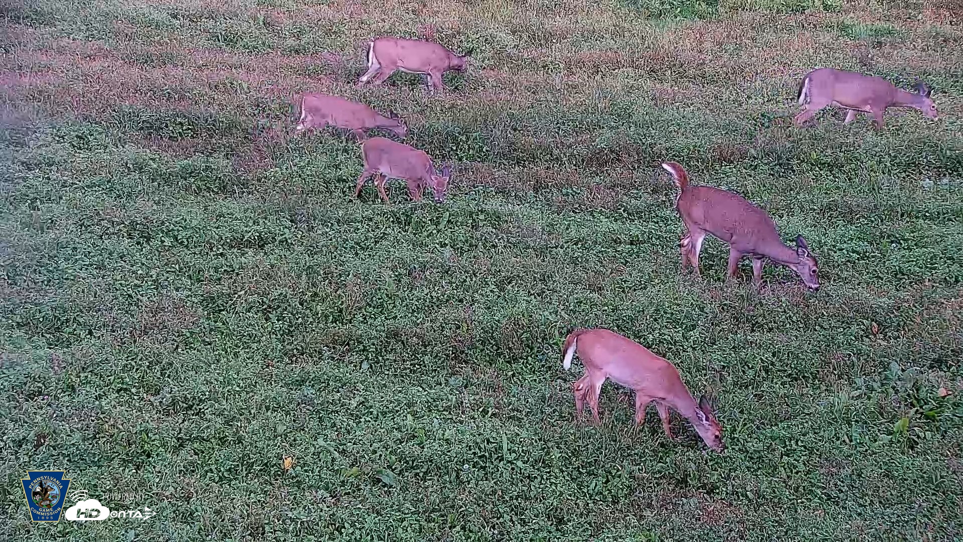 Snapshot of Pennsylvania Elk Live Webcam taken Oct 1, 2026, 5:58pm EDT