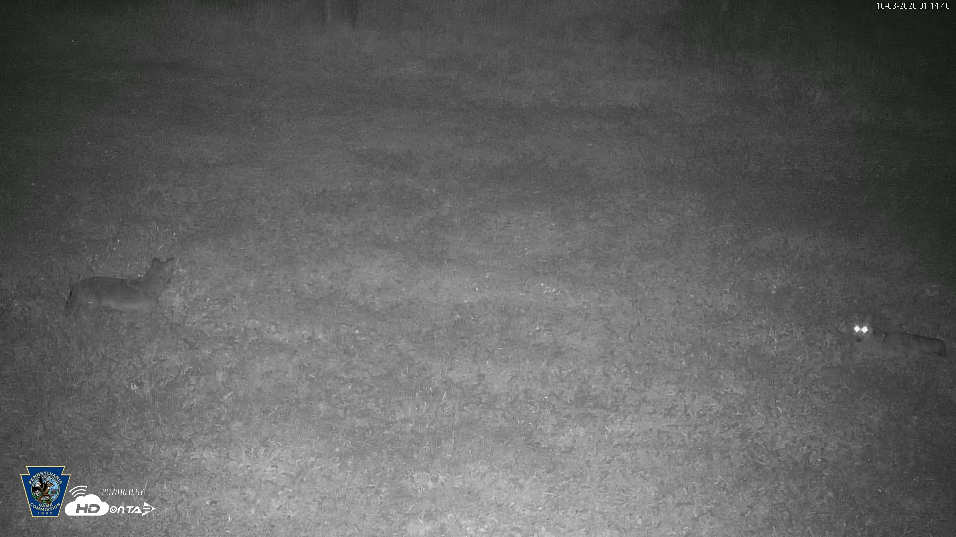 Snapshot of Pennsylvania Elk Live Webcam taken Oct 3, 2026, 1:15am EDT