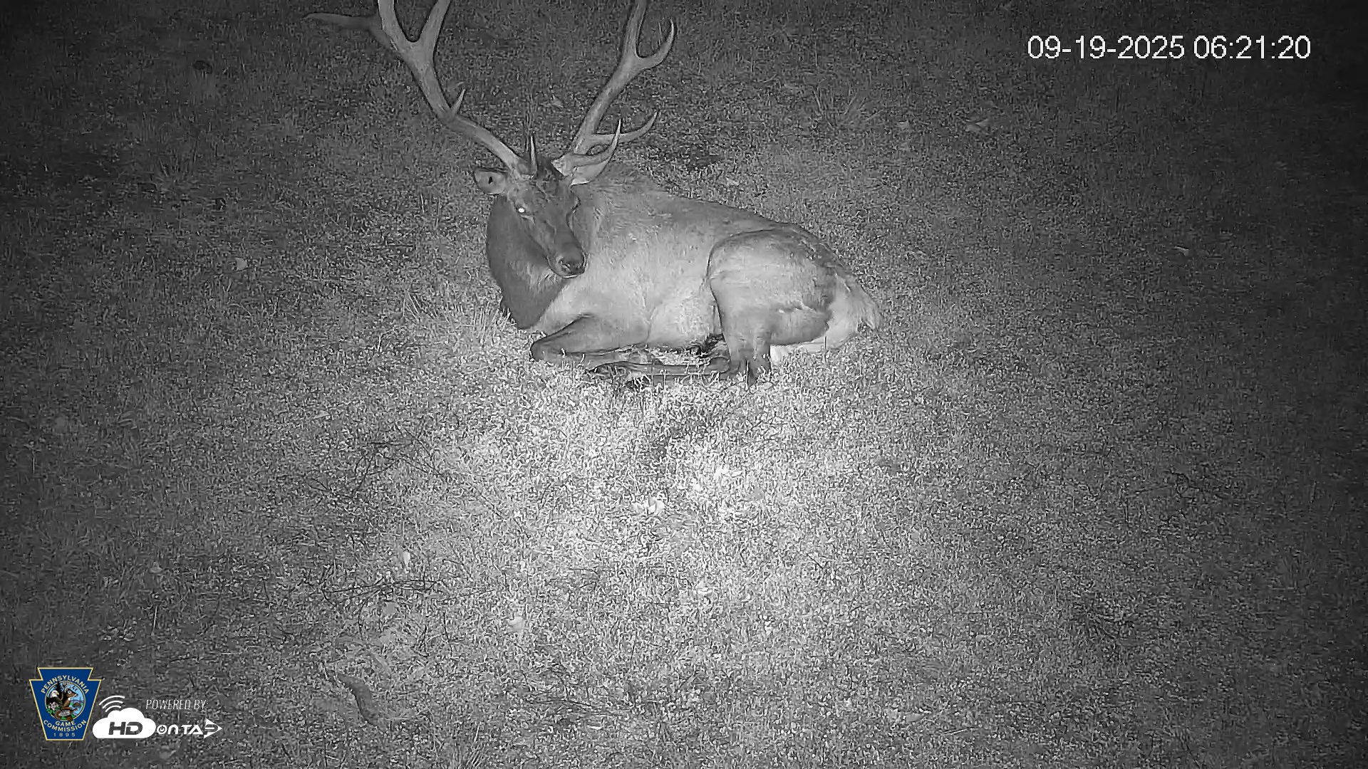 Snapshot of Pennsylvania Elk Live Webcam taken Sep 19, 2025, 6:22am EDT