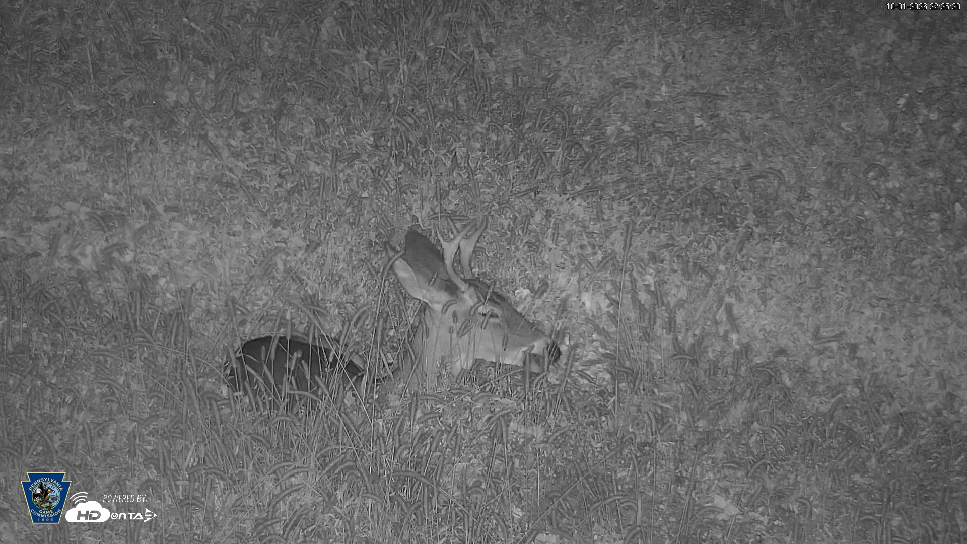 Snapshot of Pennsylvania Elk Live Webcam taken Oct 1, 2026, 10:26pm EDT