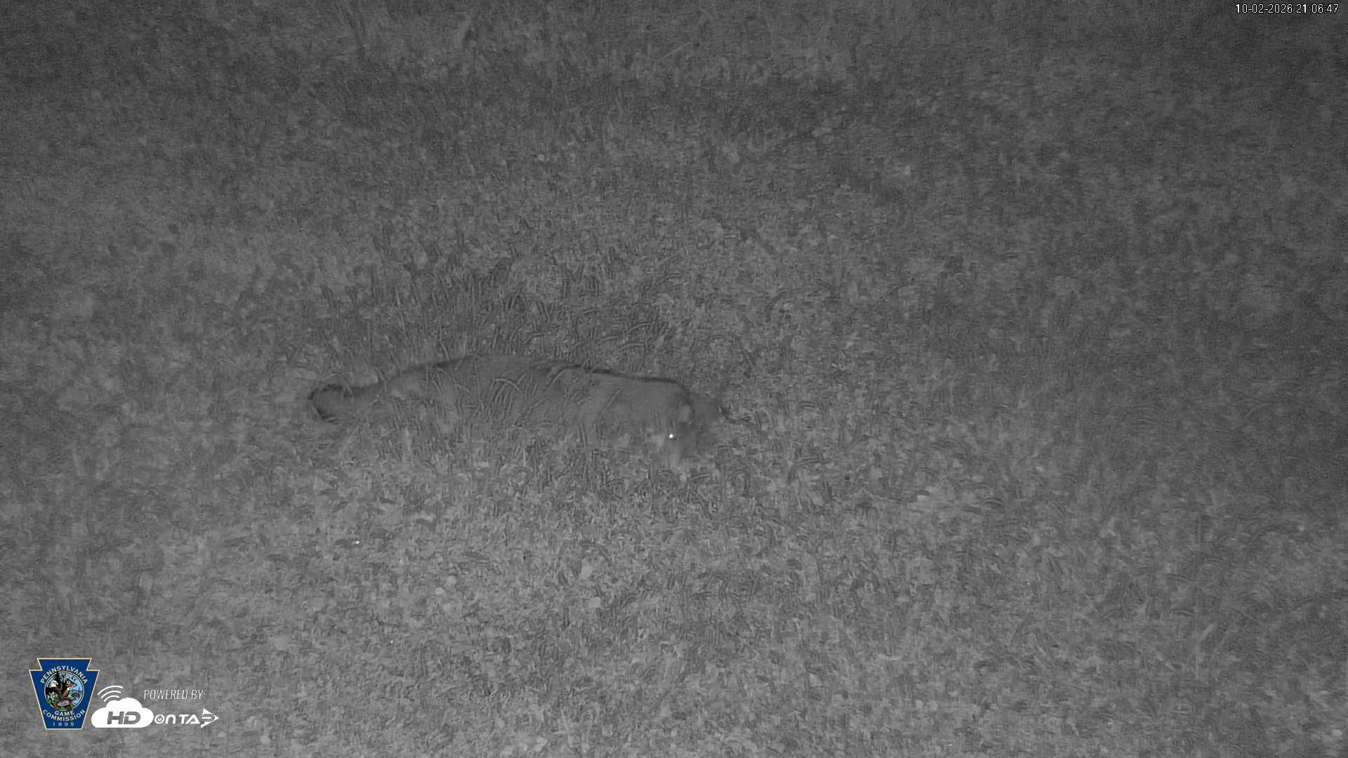 Snapshot of Pennsylvania Elk Live Webcam taken Oct 2, 2026, 9:08pm EDT