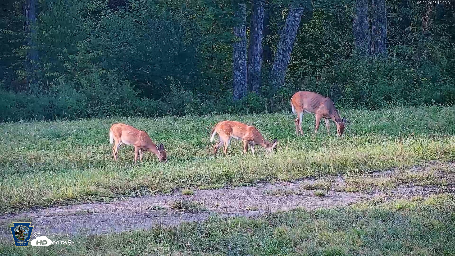 Snapshot of Pennsylvania Elk Live Webcam taken Sep 7, 2026, 6:10pm EDT