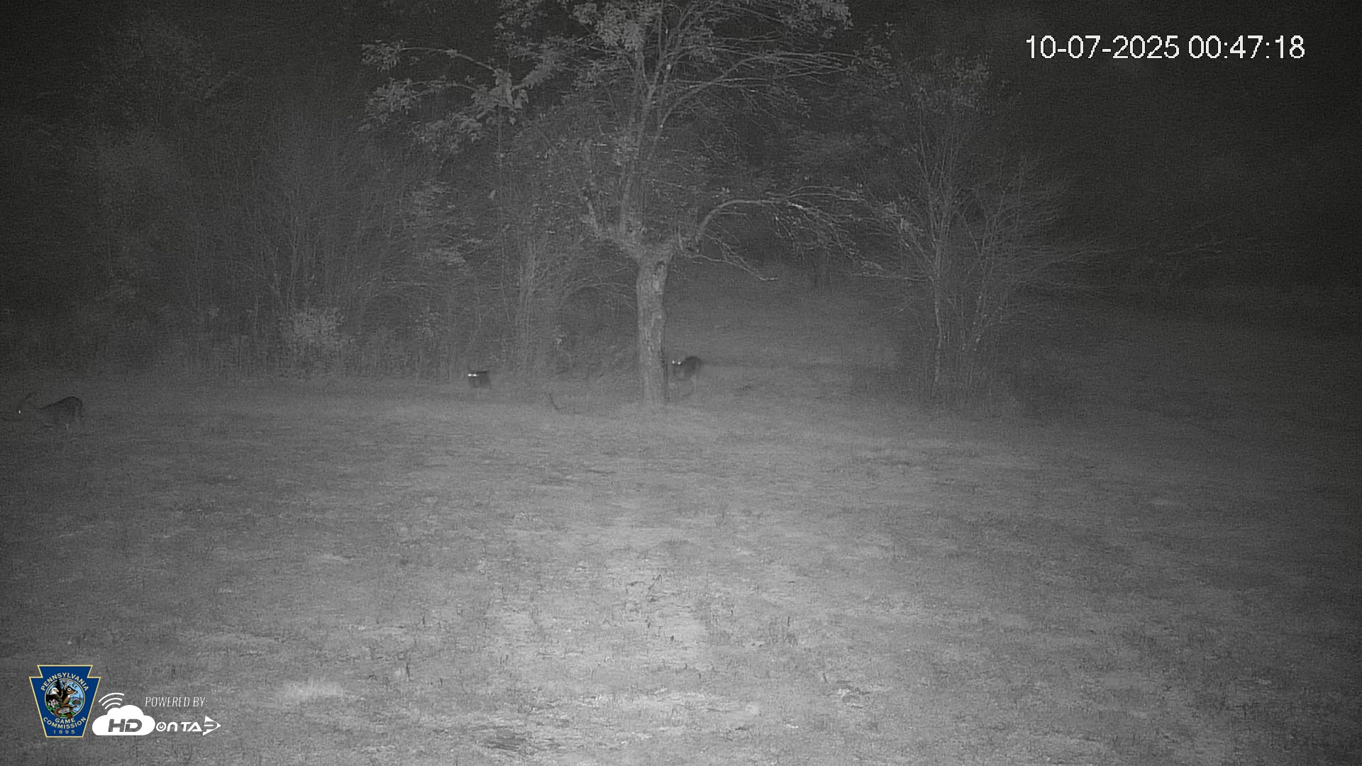 Snapshot of Pennsylvania Elk Live Webcam taken Oct 7, 2025, 12:47am EDT