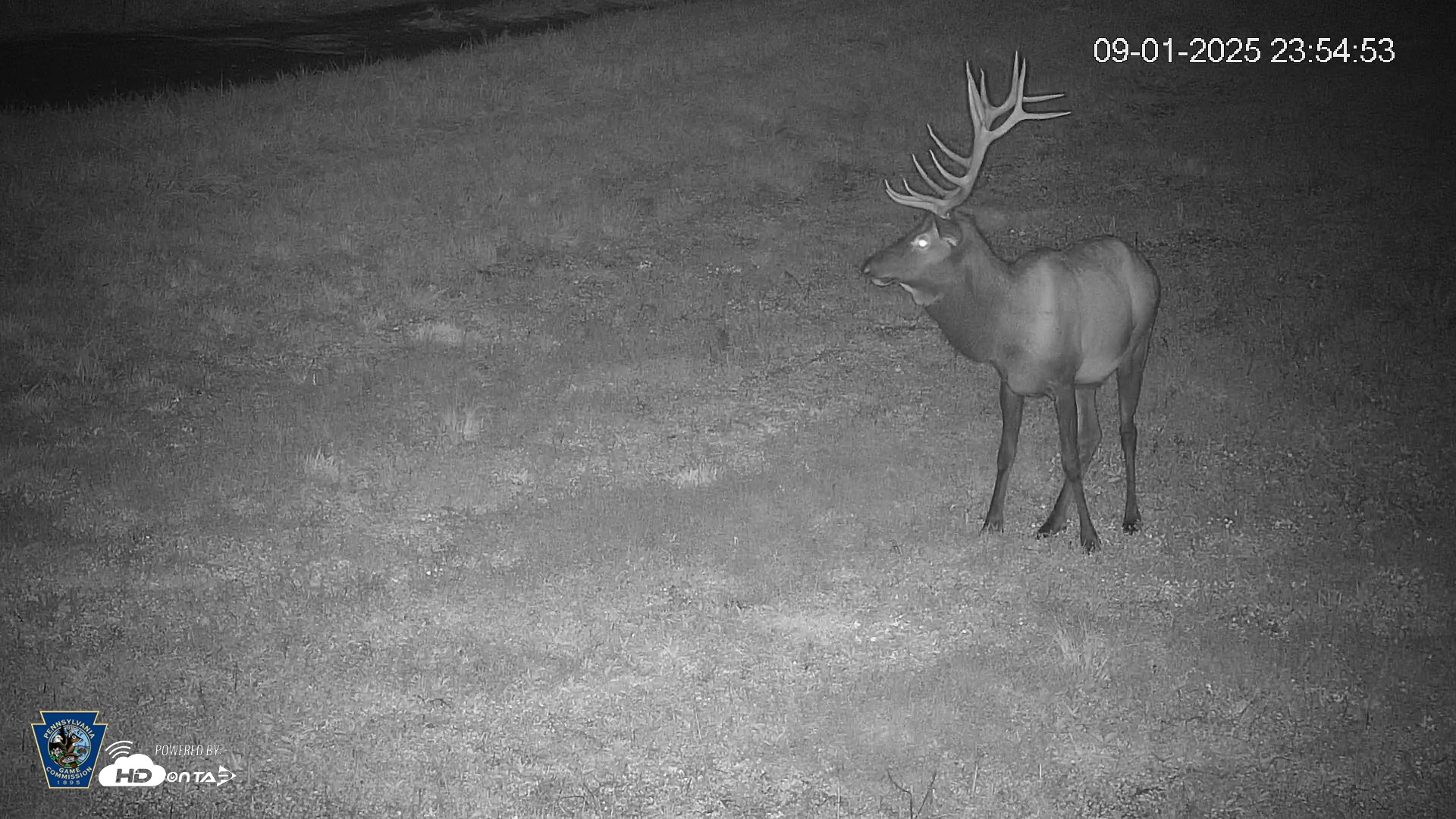 Snapshot of Pennsylvania Elk Live Webcam taken Sep 1, 2025, 11:55pm EDT