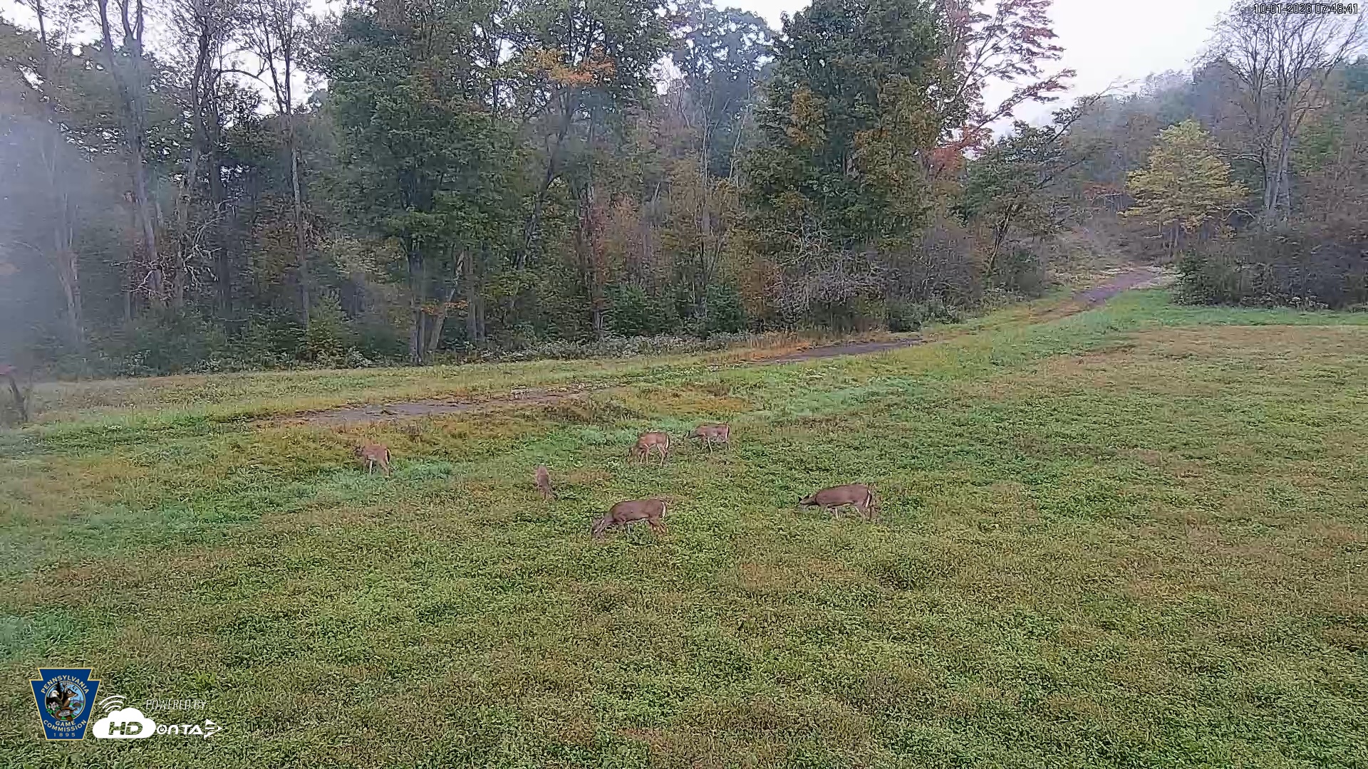Snapshot of Pennsylvania Elk Live Webcam taken Oct 1, 2026, 7:49am EDT