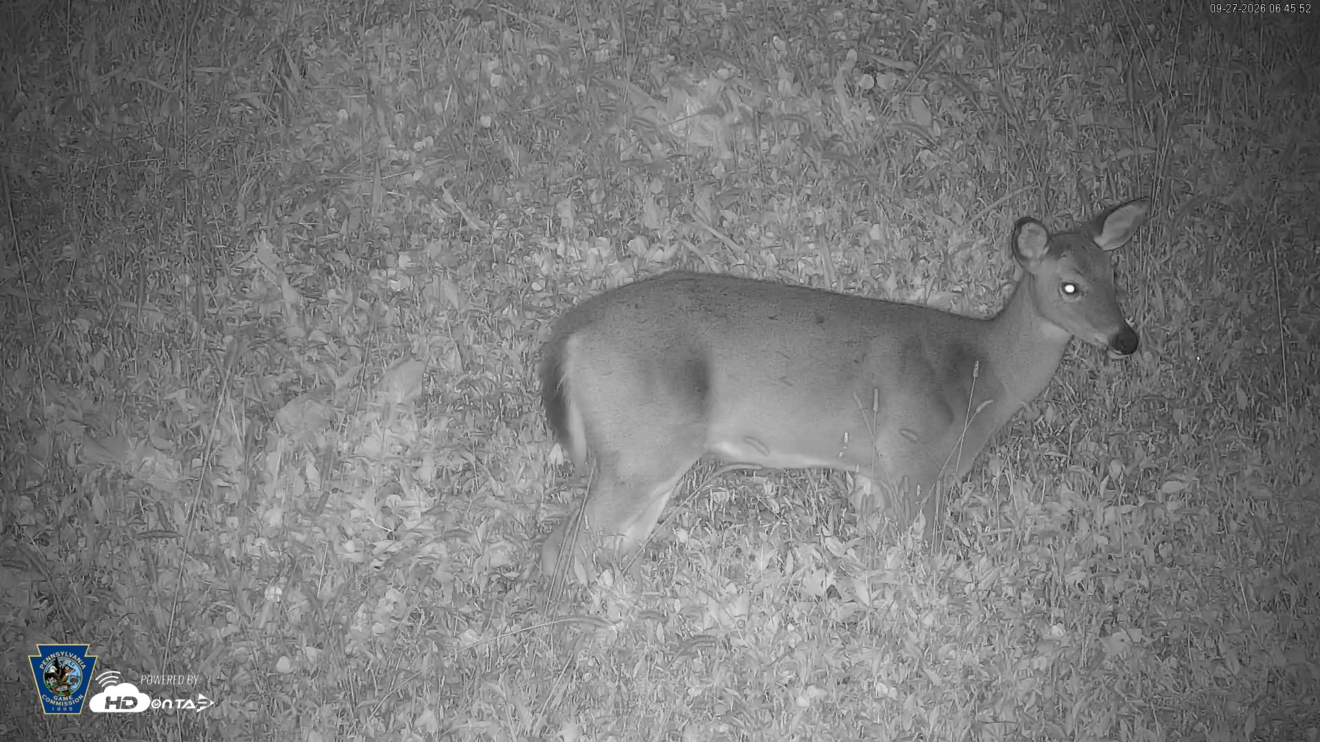 Snapshot of Pennsylvania Elk Live Webcam taken Sep 27, 2026, 6:46am EDT