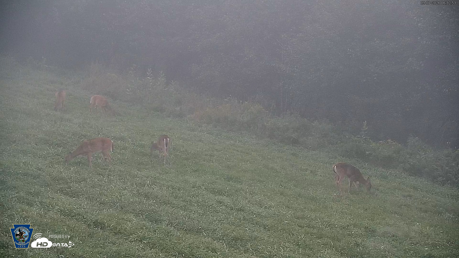 Snapshot of Pennsylvania Elk Live Webcam taken Sep 7, 2026, 6:33am EDT