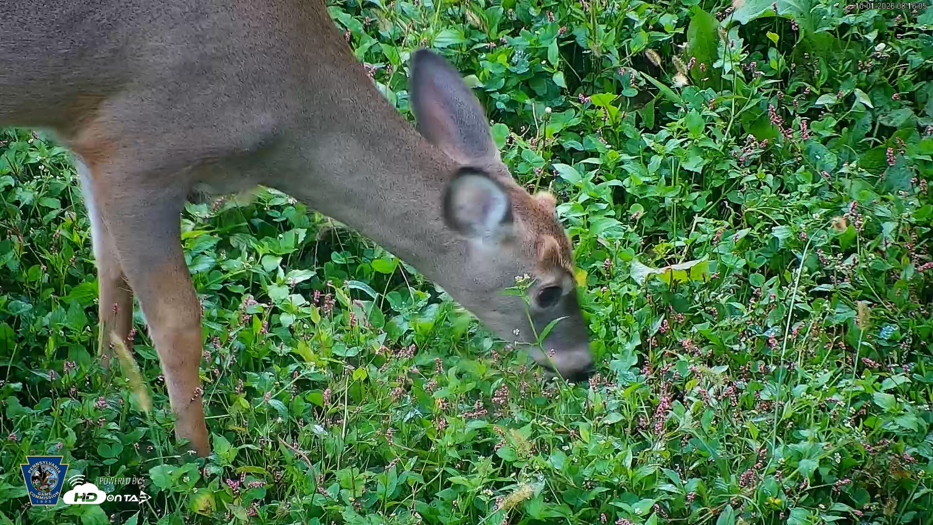 Snapshot of Pennsylvania Elk Live Webcam taken Oct 1, 2026, 8:16am EDT