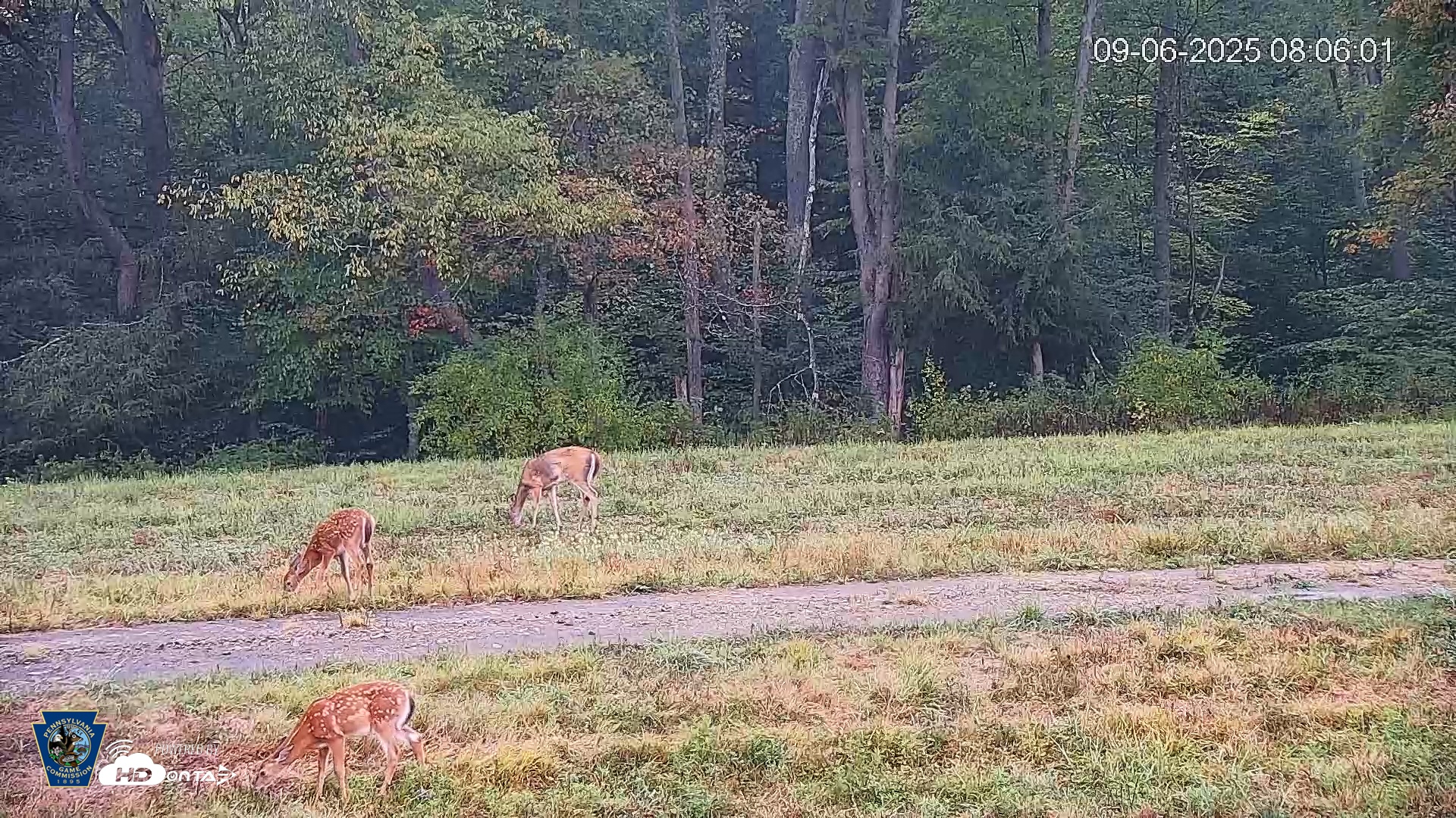 Snapshot of Pennsylvania Elk Live Webcam taken Sep 6, 2025, 8:06am EDT