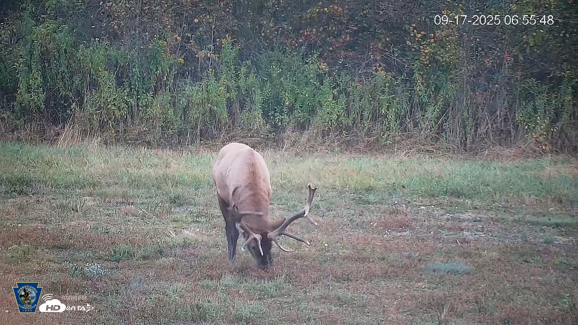 Snapshot of Pennsylvania Elk Live Webcam taken Sep 17, 2025, 6:56am EDT