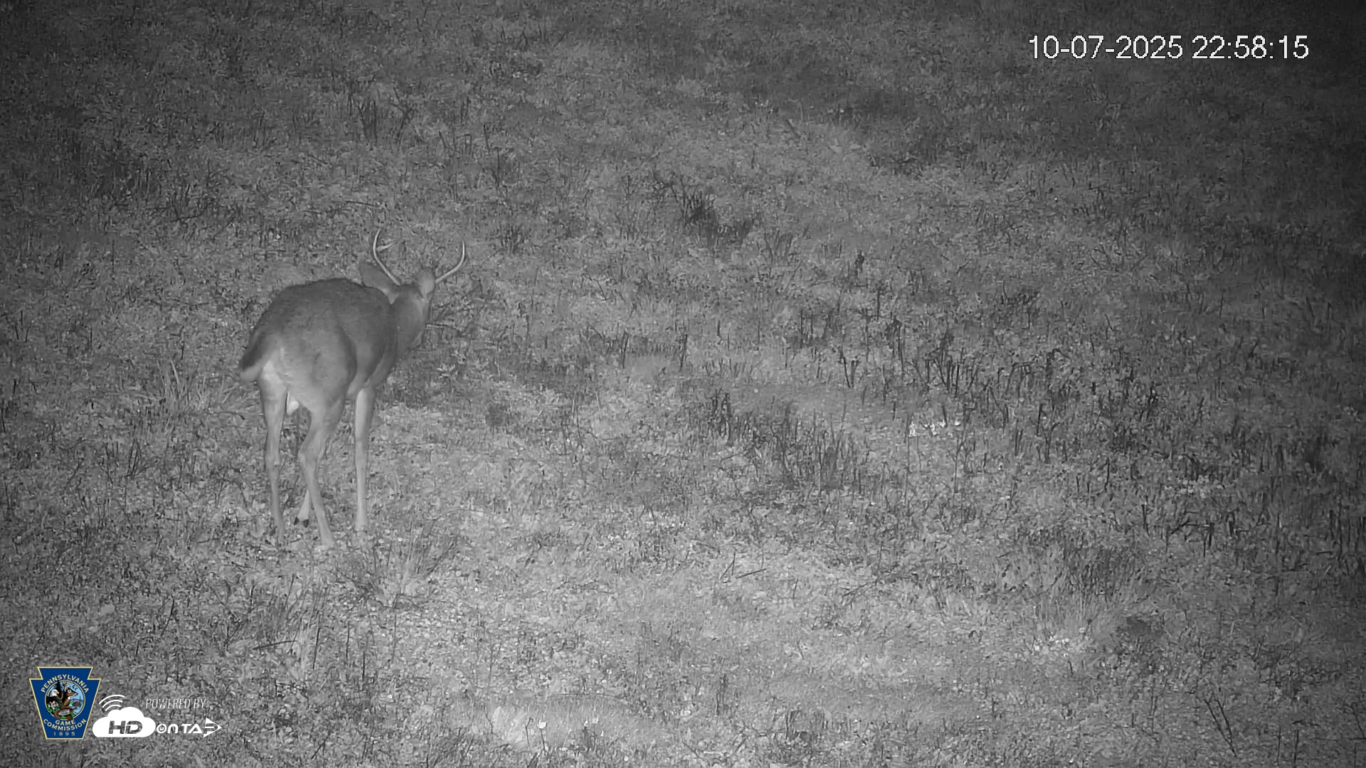 Snapshot of Pennsylvania Elk Live Webcam taken Oct 7, 2025, 10:59pm EDT