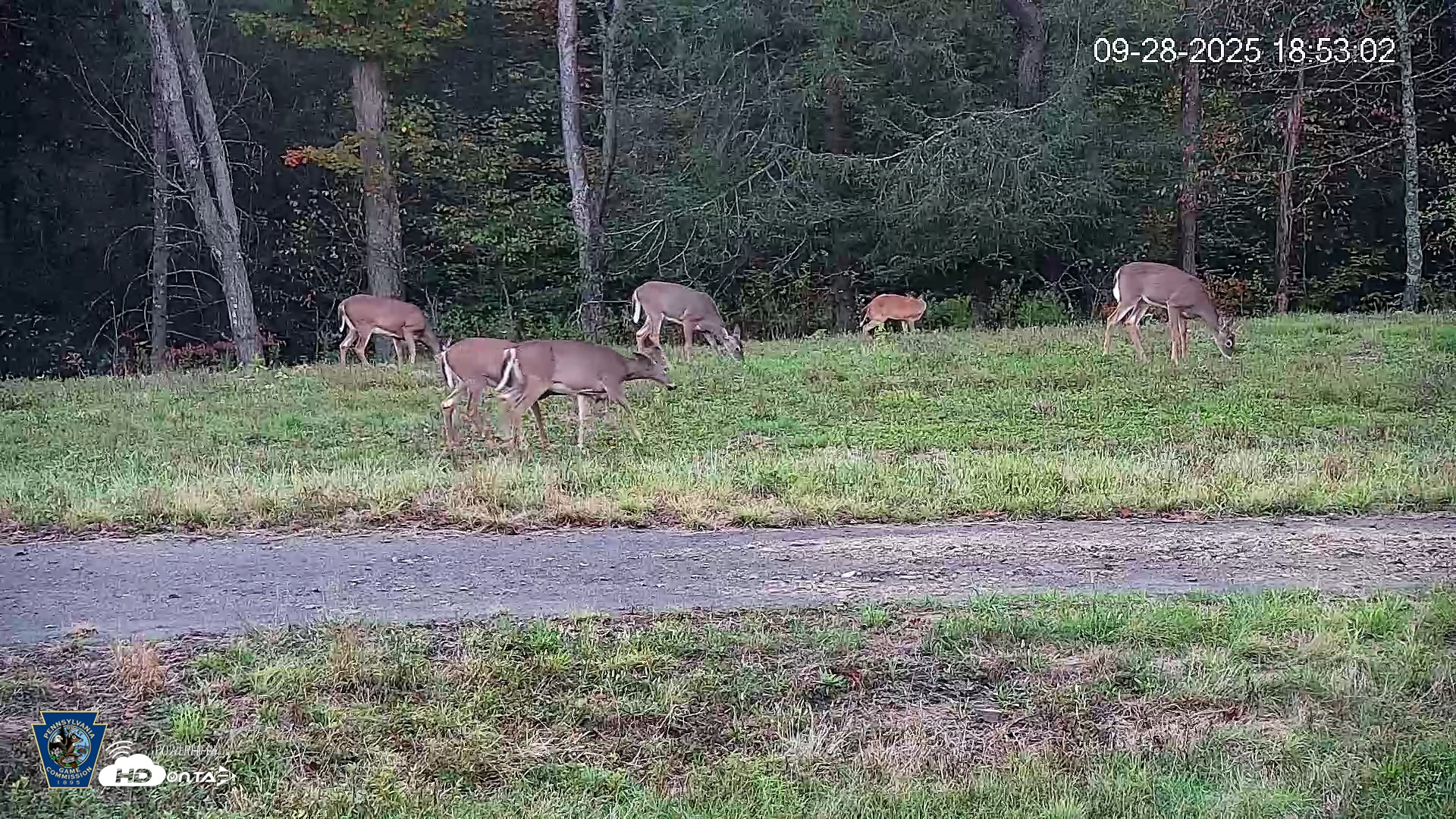 Snapshot of Pennsylvania Elk Live Webcam taken Sep 28, 2025, 6:53pm EDT